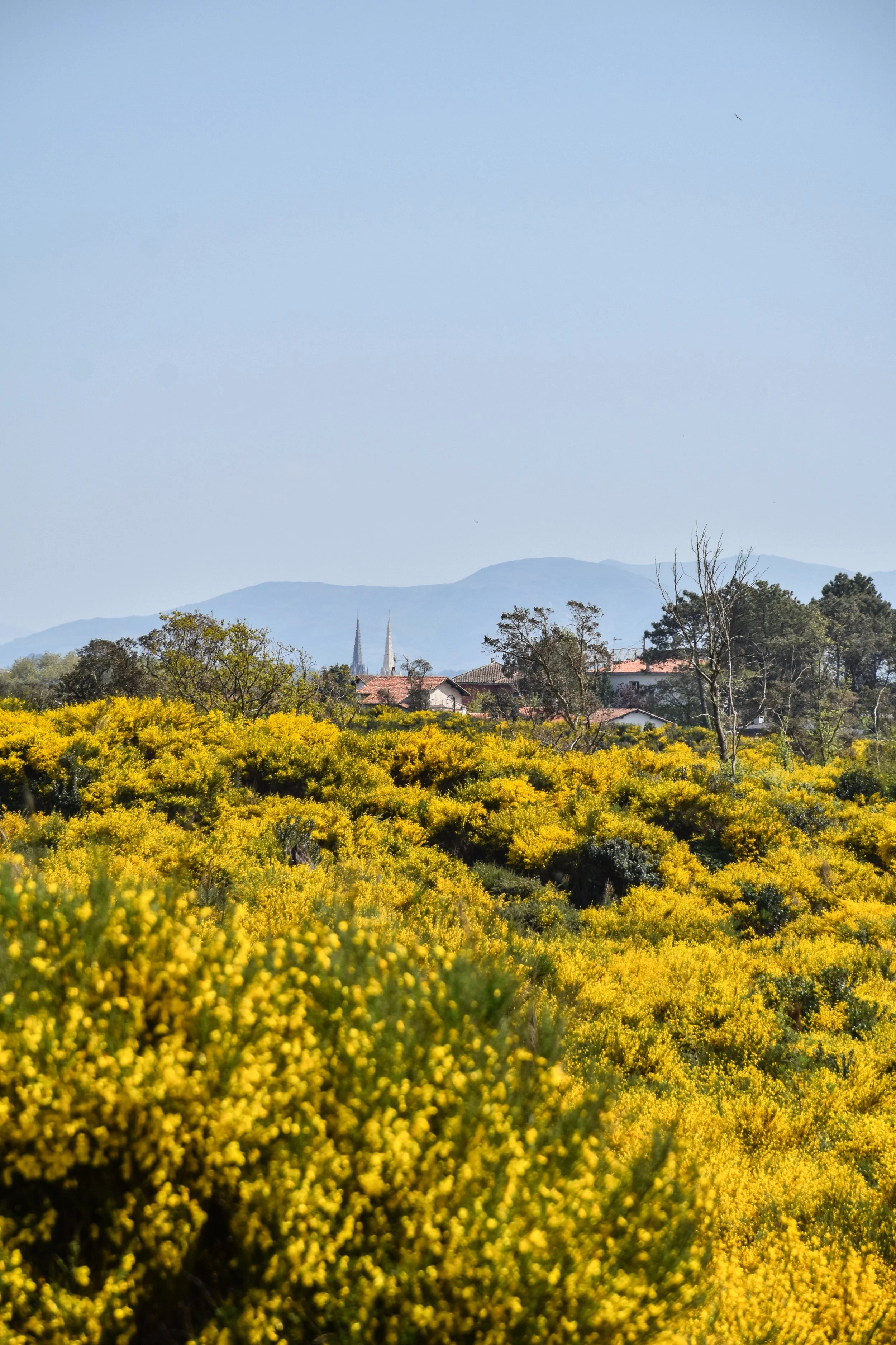 photographie de champ de fleurs jaunes Pays Basque-2.jpg