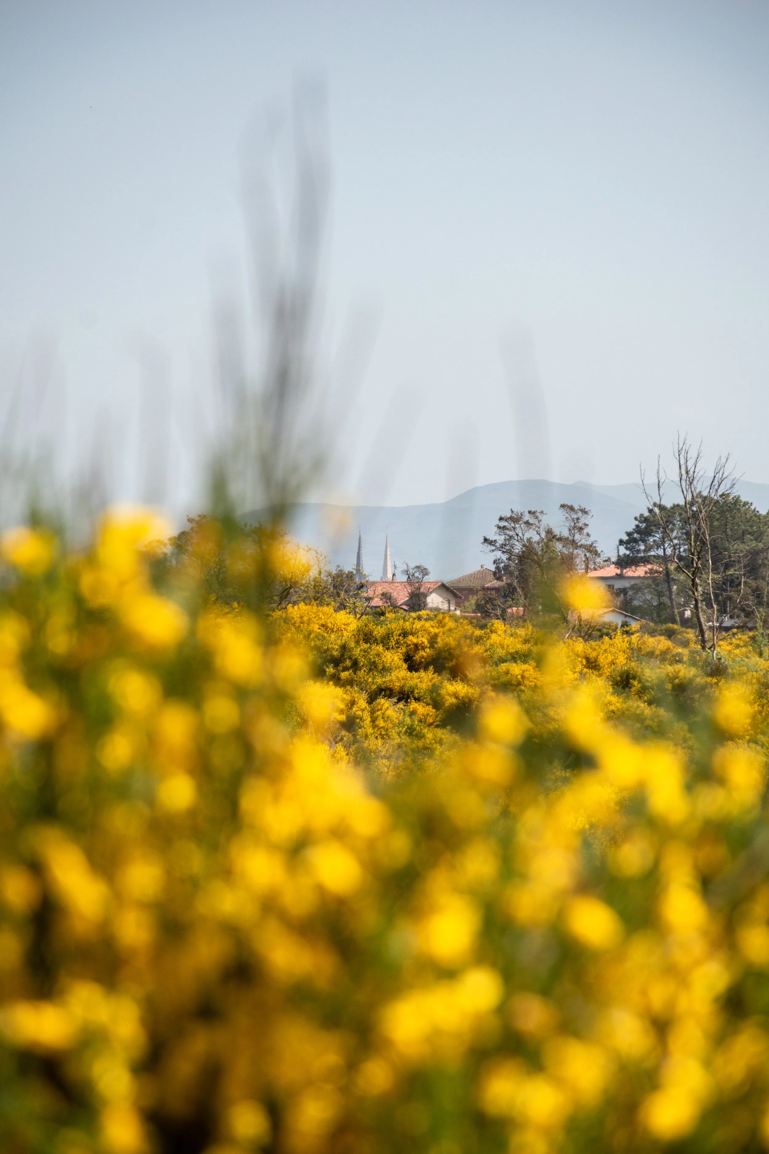 photographie de champ de fleurs jaunes Pays Basque-3.jpg