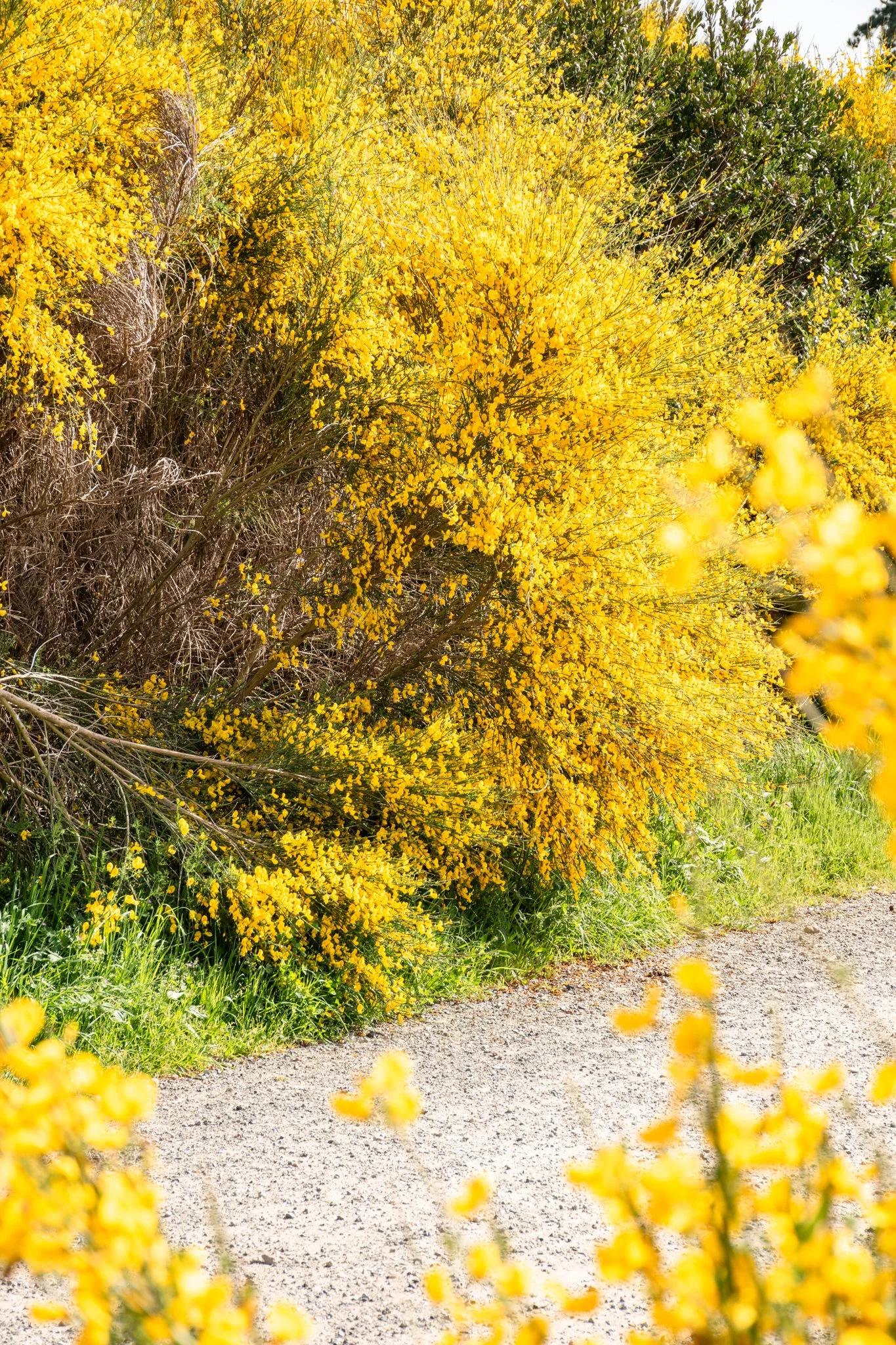 champ de fleurs jaune photographe-16.jpg
