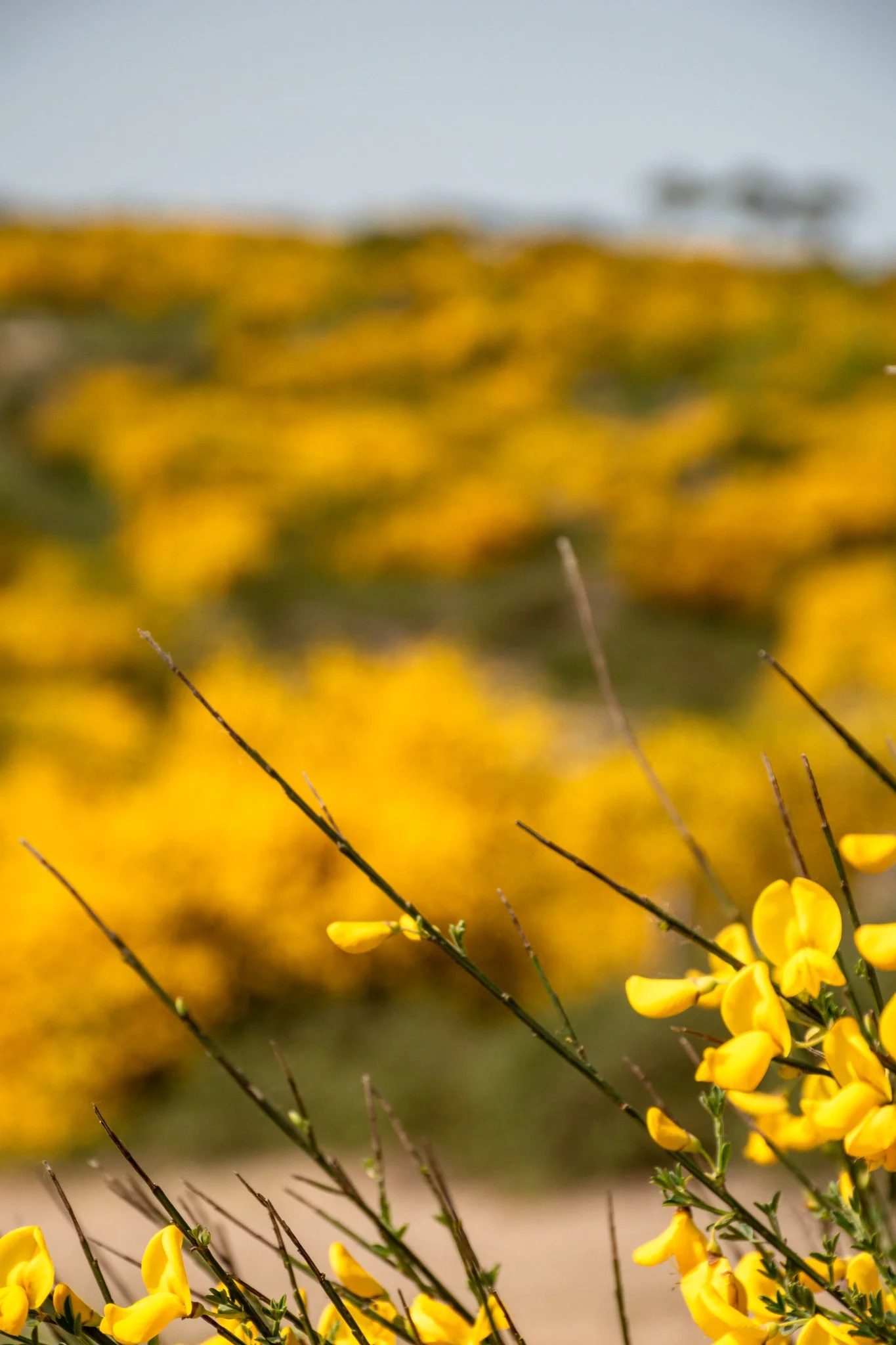 champ de fleurs jaune photographe-10.jpg