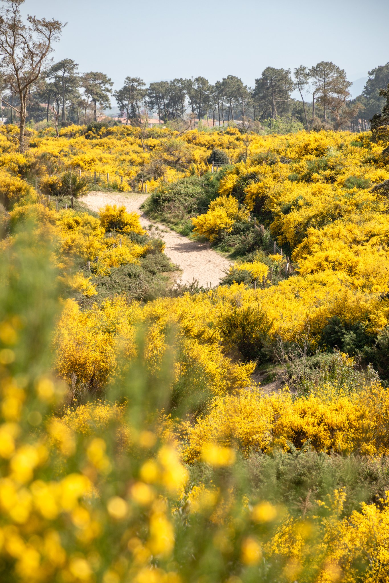 champ de fleurs jaune photographe-5.jpg