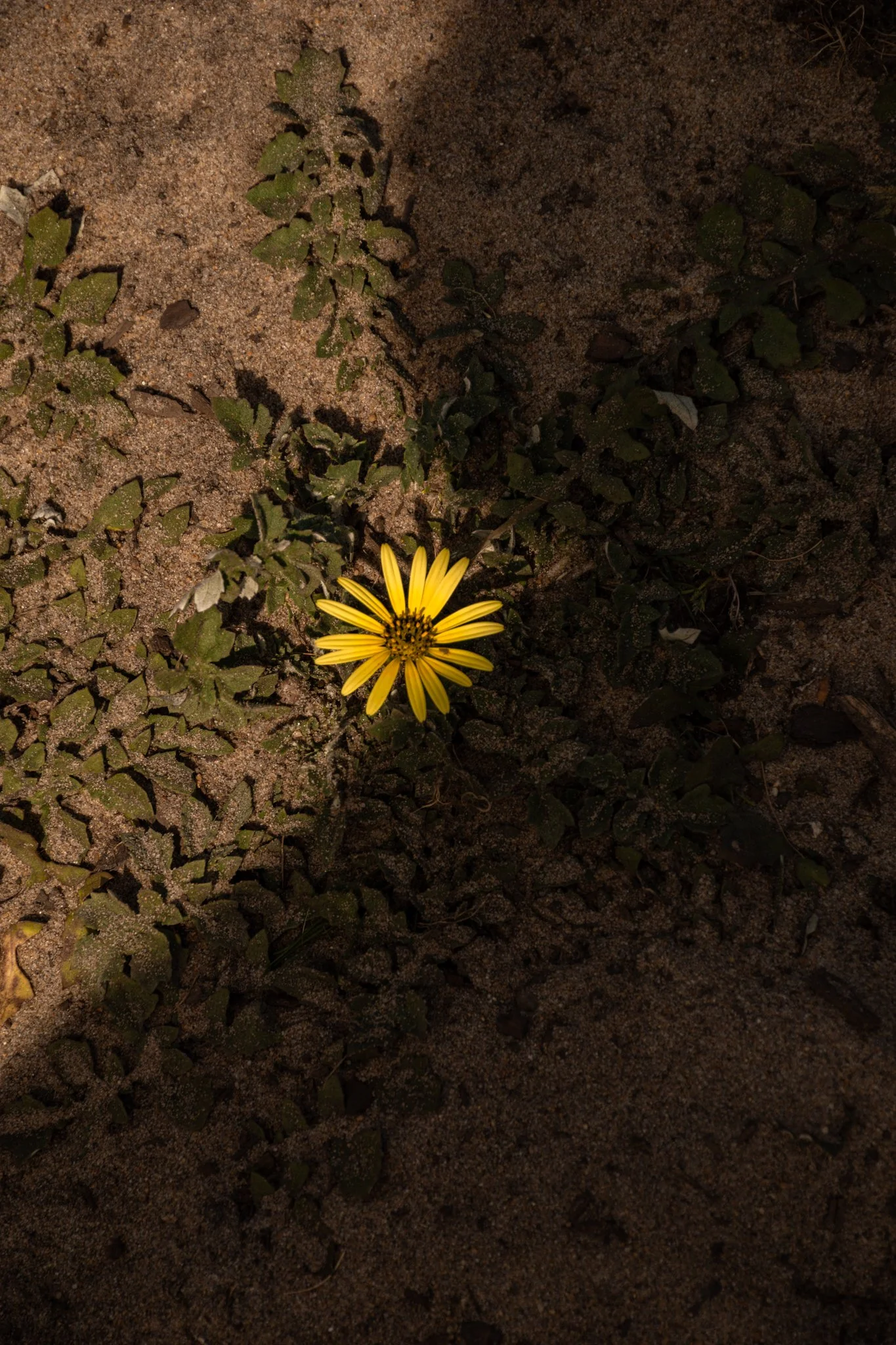 champ de fleurs jaune photographe-8.jpg