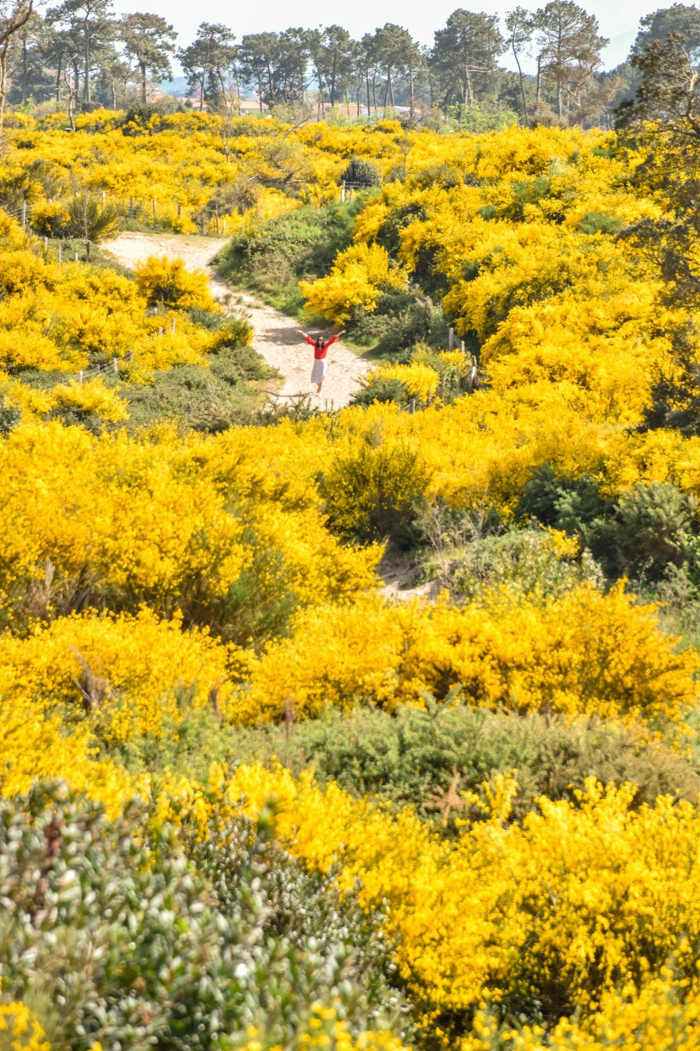 champ de fleurs jaune photographe-13.jpg