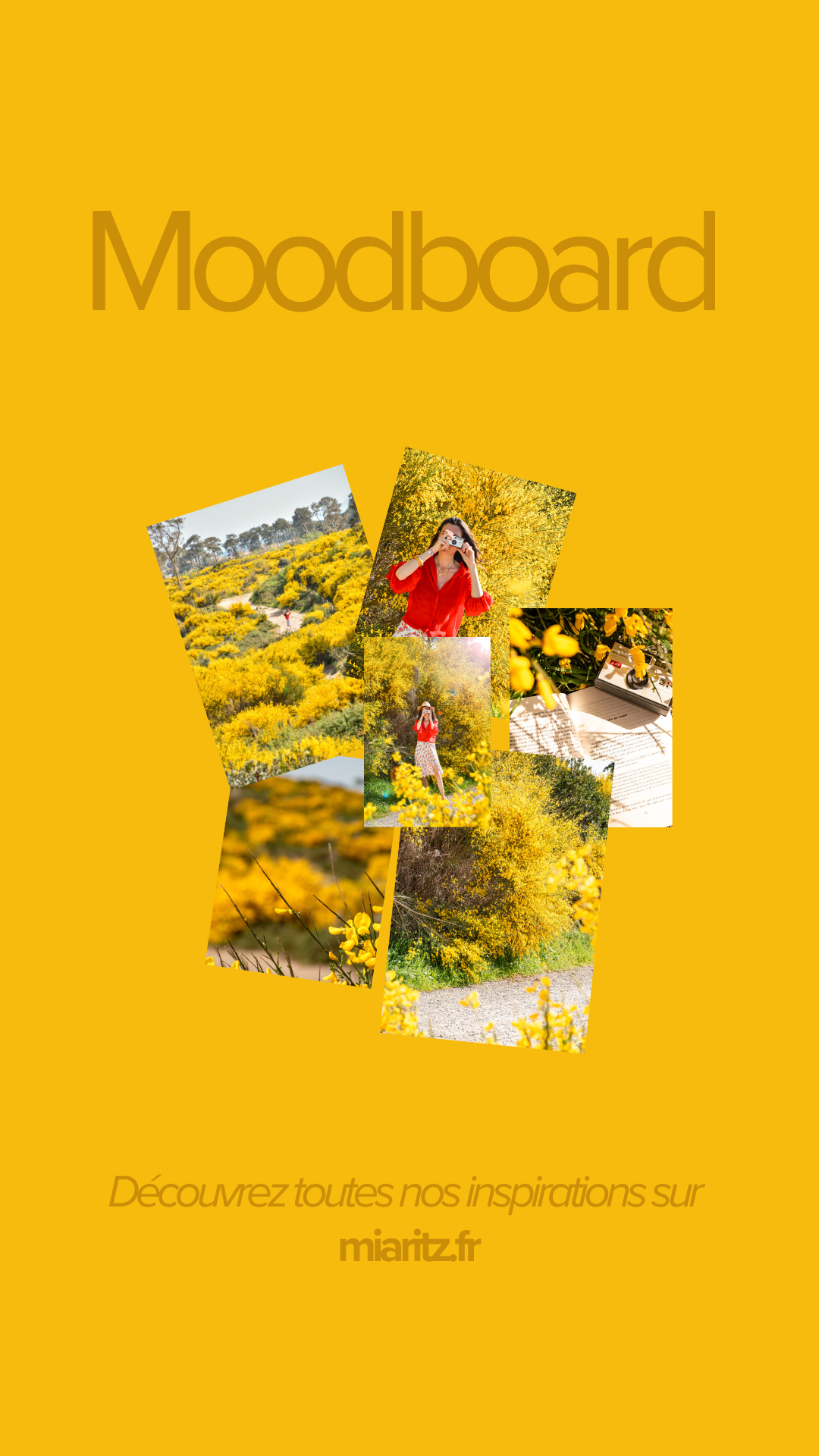 Miaritz photographe pays basque champs de fleurs jaunes.png
