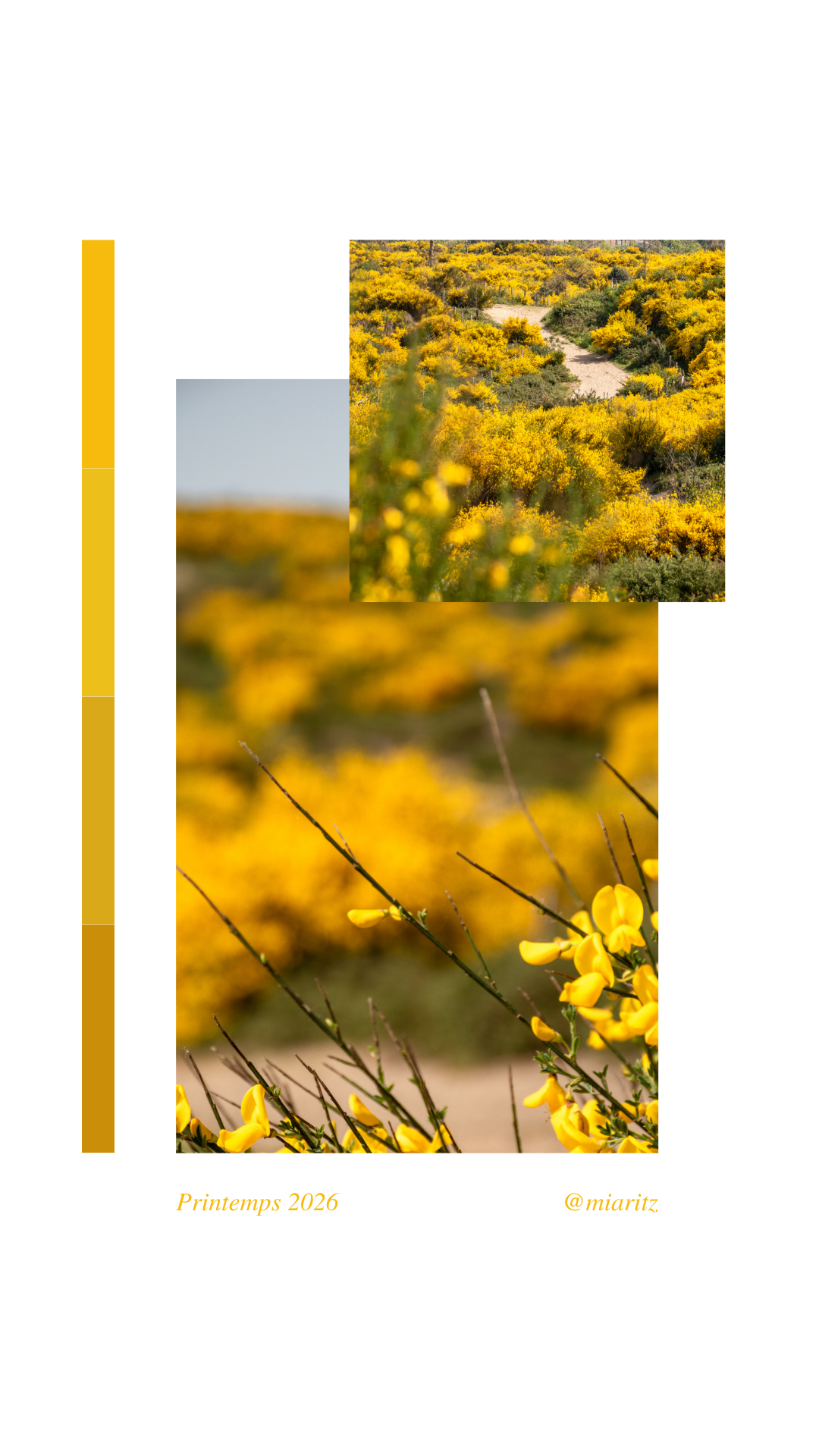 photographe pays basque champs de fleurs jaunes3.png