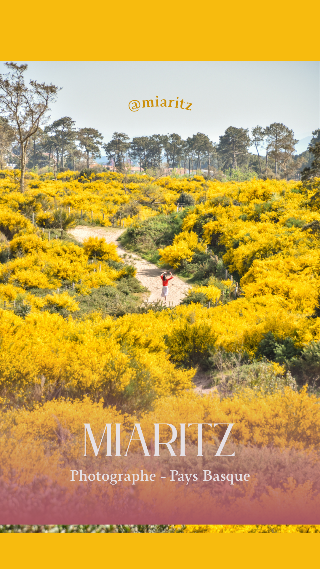 photographe pays basque champs de fleurs jaunes2.png