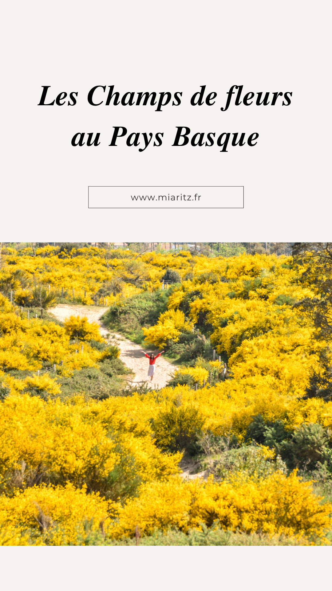 photographe pays basque champs de fleurs jaunes4.png