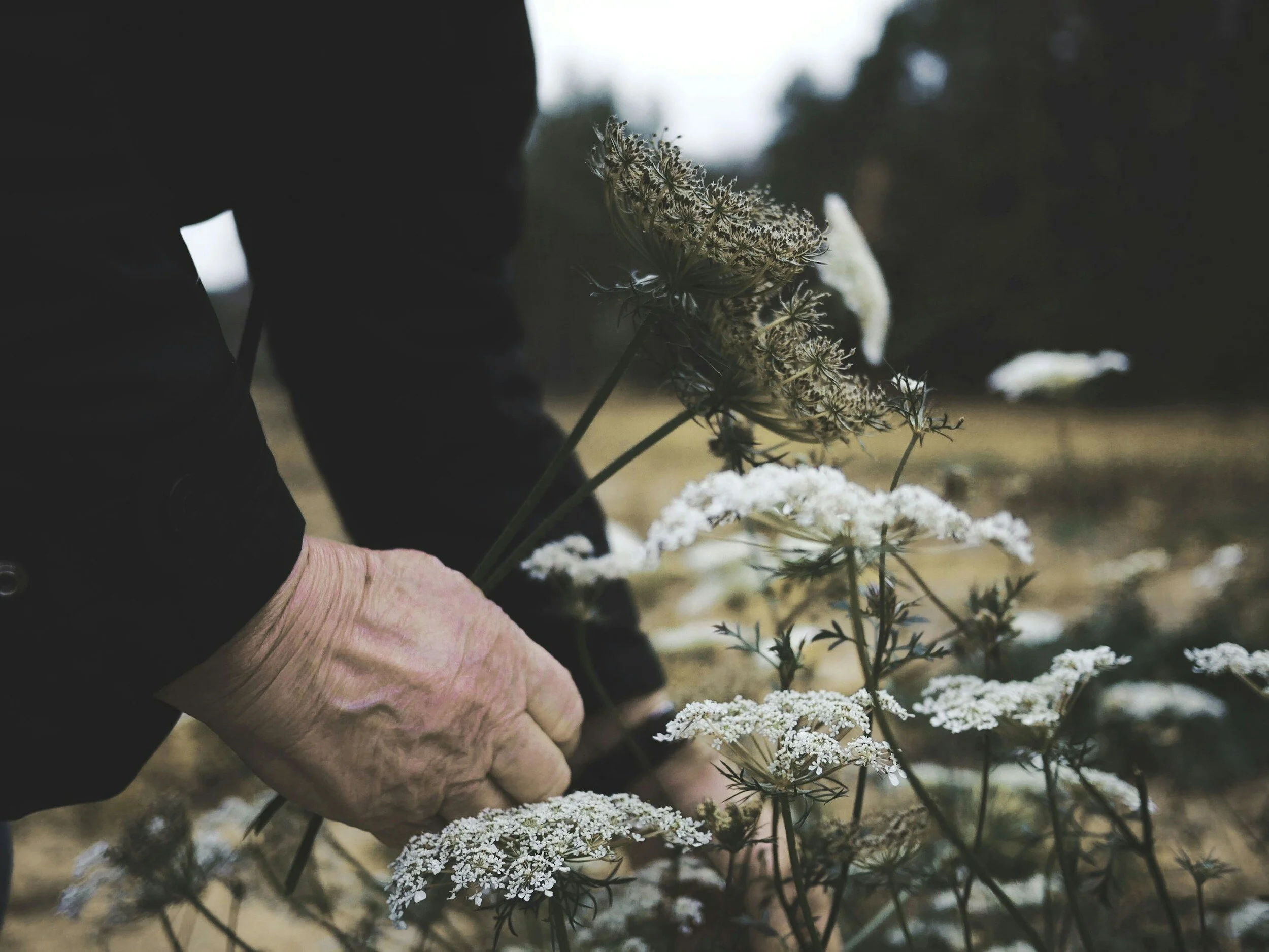 intersectional feminism, aging is beautiful, picking flowers