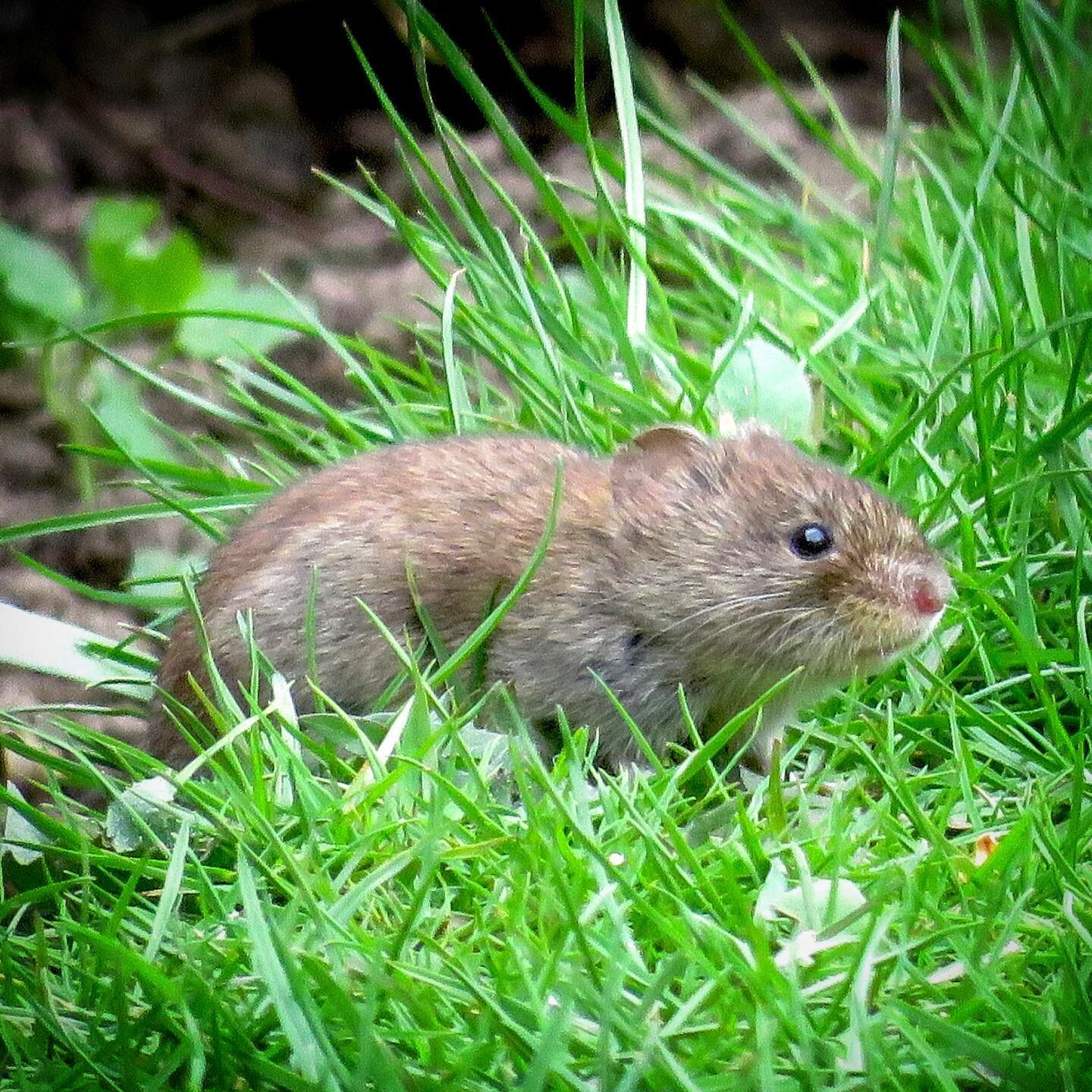 Little visitor to the garden! What do you think a little ratty/mousy/voley? Very cute whatever. 

#britishwildlife #rat #mouse #vole #inthegarden #yorkshire #inspiredbynature #underthebirdfeeder