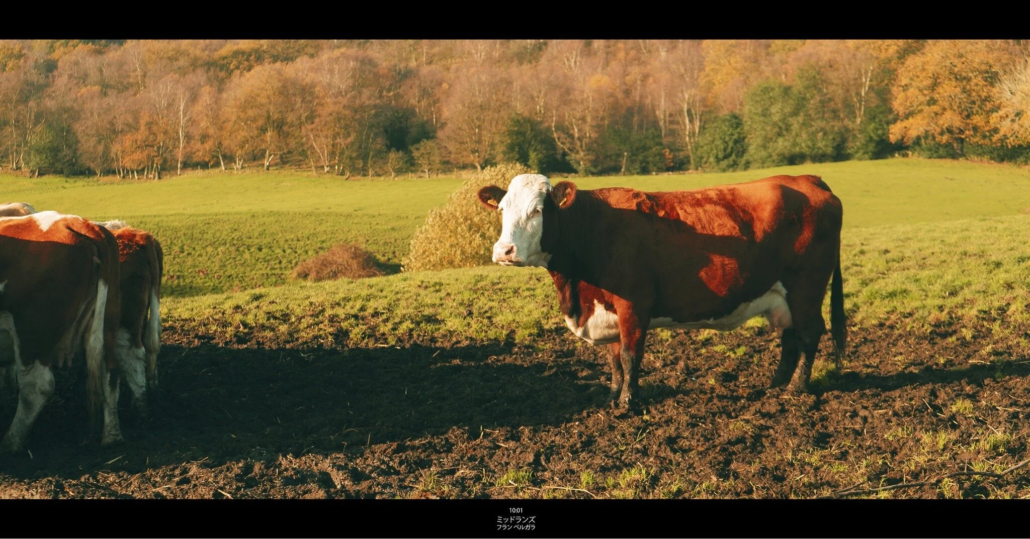 Congleton, Midlands, UK
#UKCountryside
#BritishCountryside
#CountrysideViews
#NatureUK
#RuralBeauty
#ExploreBritain
#UKLandscapes
#CountrysideLife
#CountryLiving
#CountryLife
#CountryCharm
#CountrysideWanderlust
#UKNature
#CountrysideEscape
#NatureLo