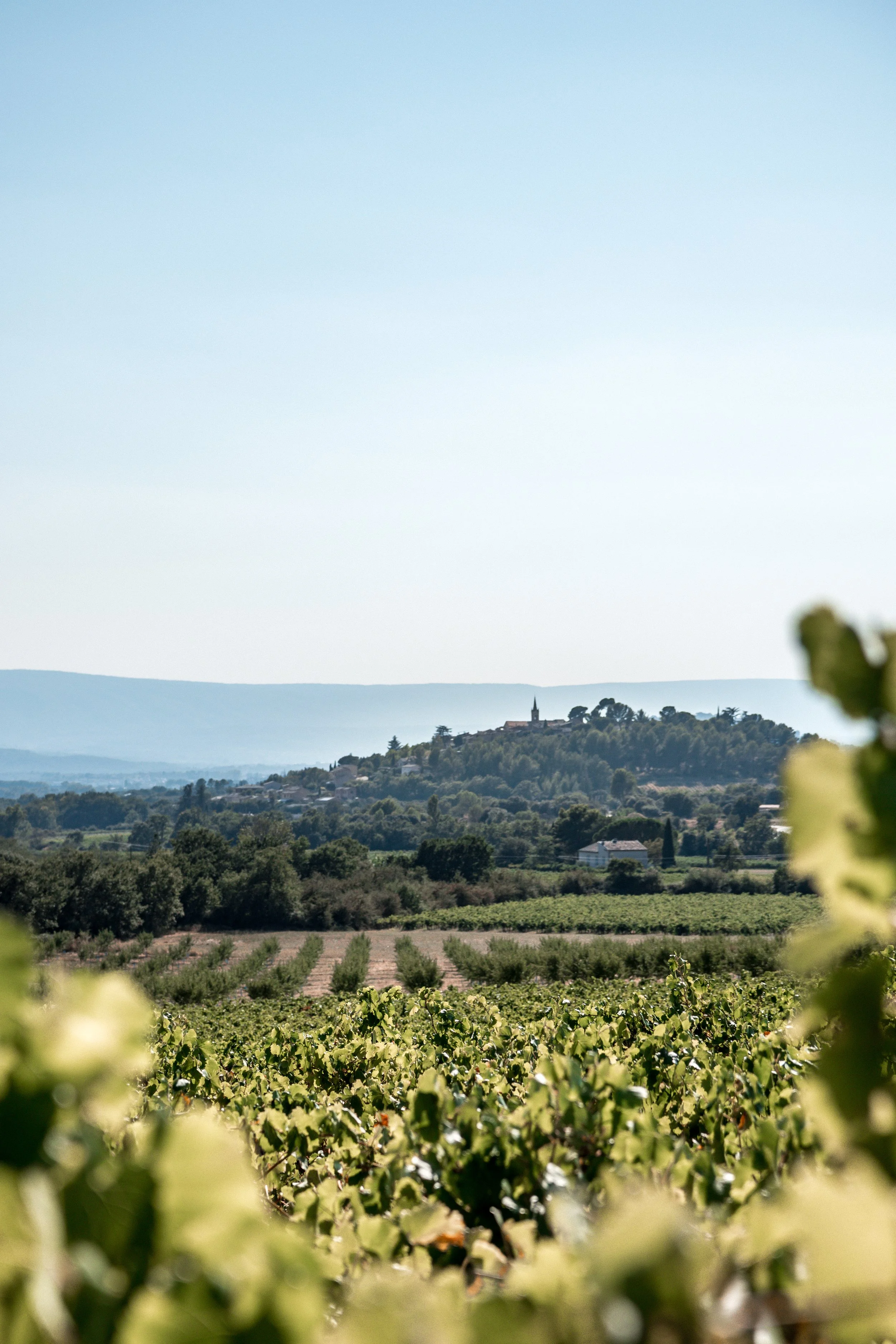 Vineyard with rows of grapevines in the foreground on a sunny day, with a hilltop town featuring a church steeple in the background.
