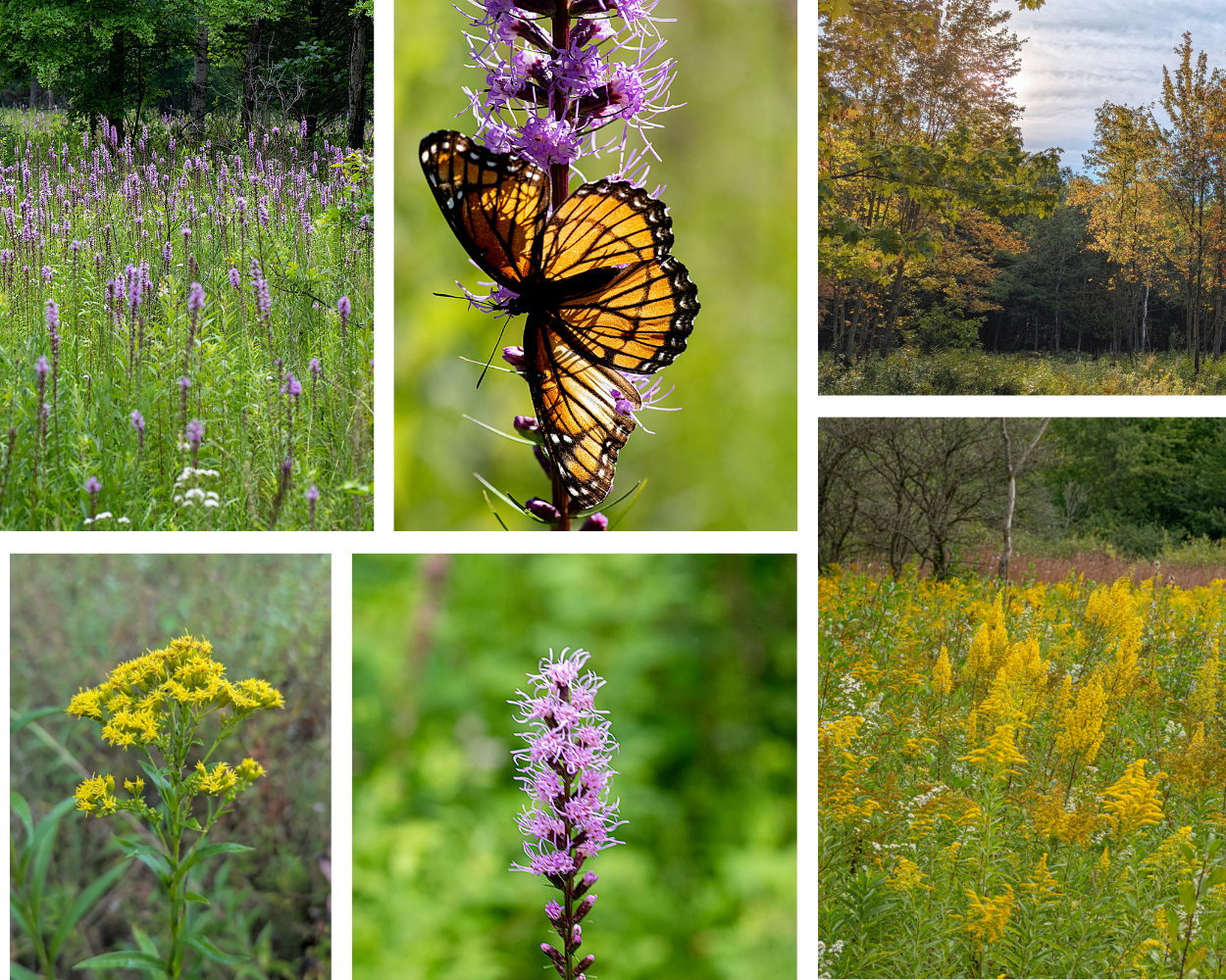 Detroit Bird Alliance Speaks at Brownstown Twp Meeting re Sibley Prairie