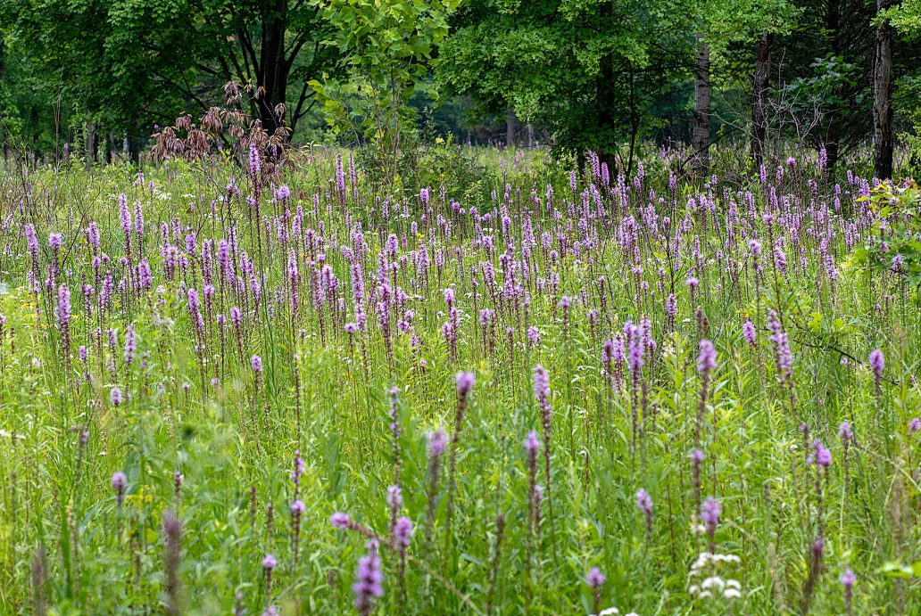 Just Outside of Detroit, Time Is Running Out to Save a Globally Rare Prairie
