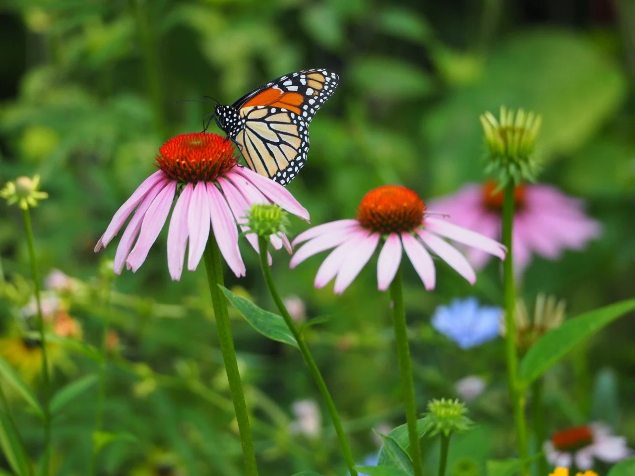 Photo by Diane Cheklich
