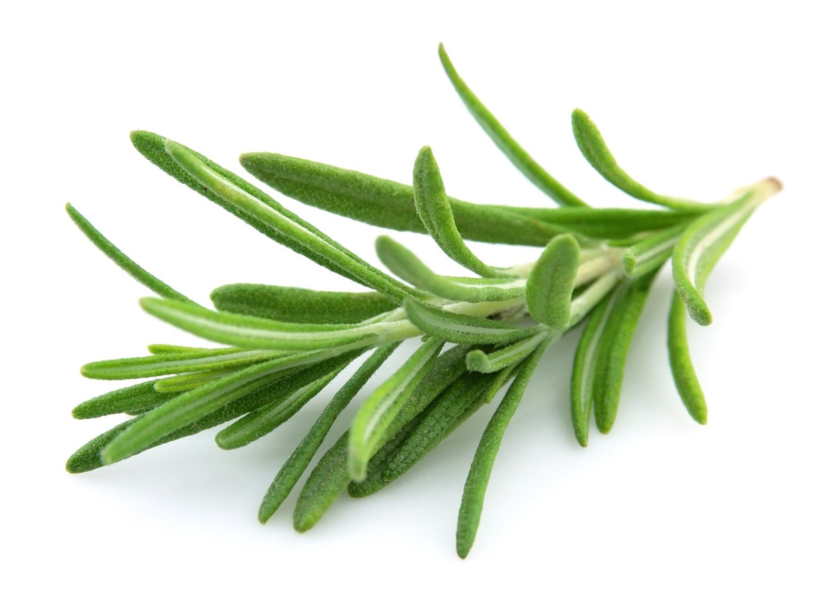 rosemary-tips.jpg