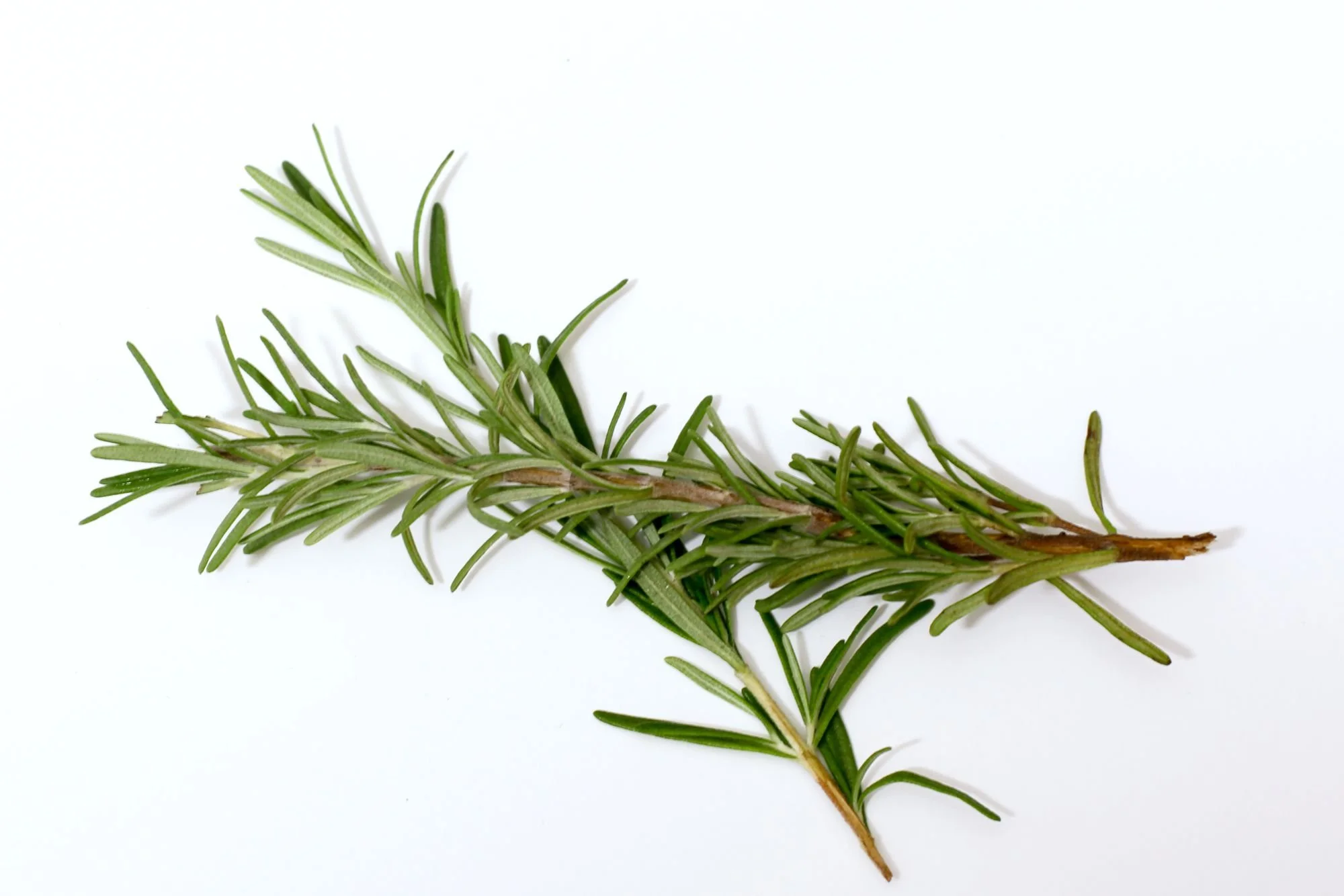 rosemary-herb-2k-56a8c3075f9b58b7d0f4e48a.jpg