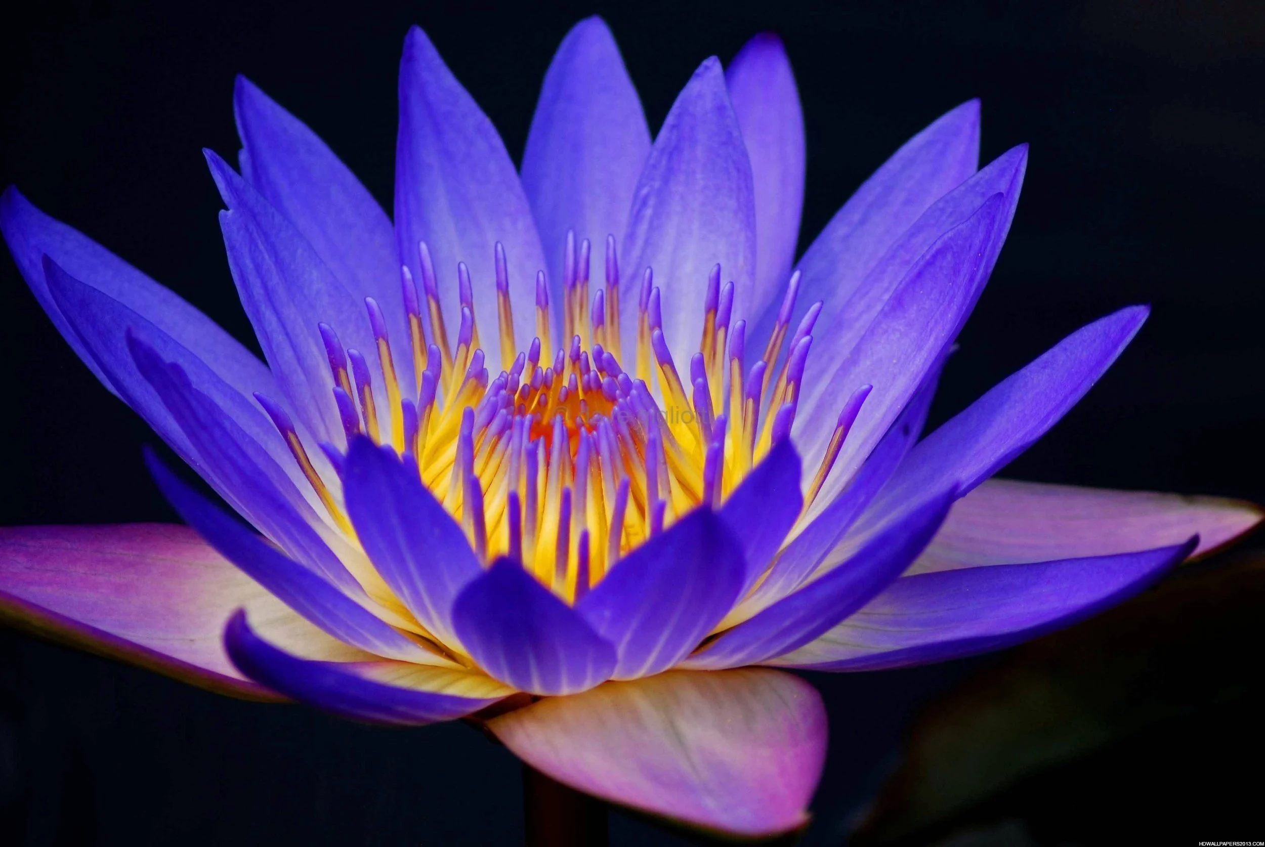 Blue Lotus flower.jpg