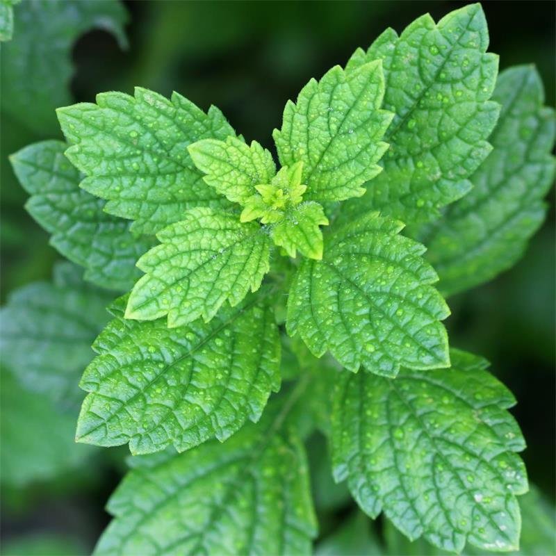 20190313151325_LemonBalm.jpg