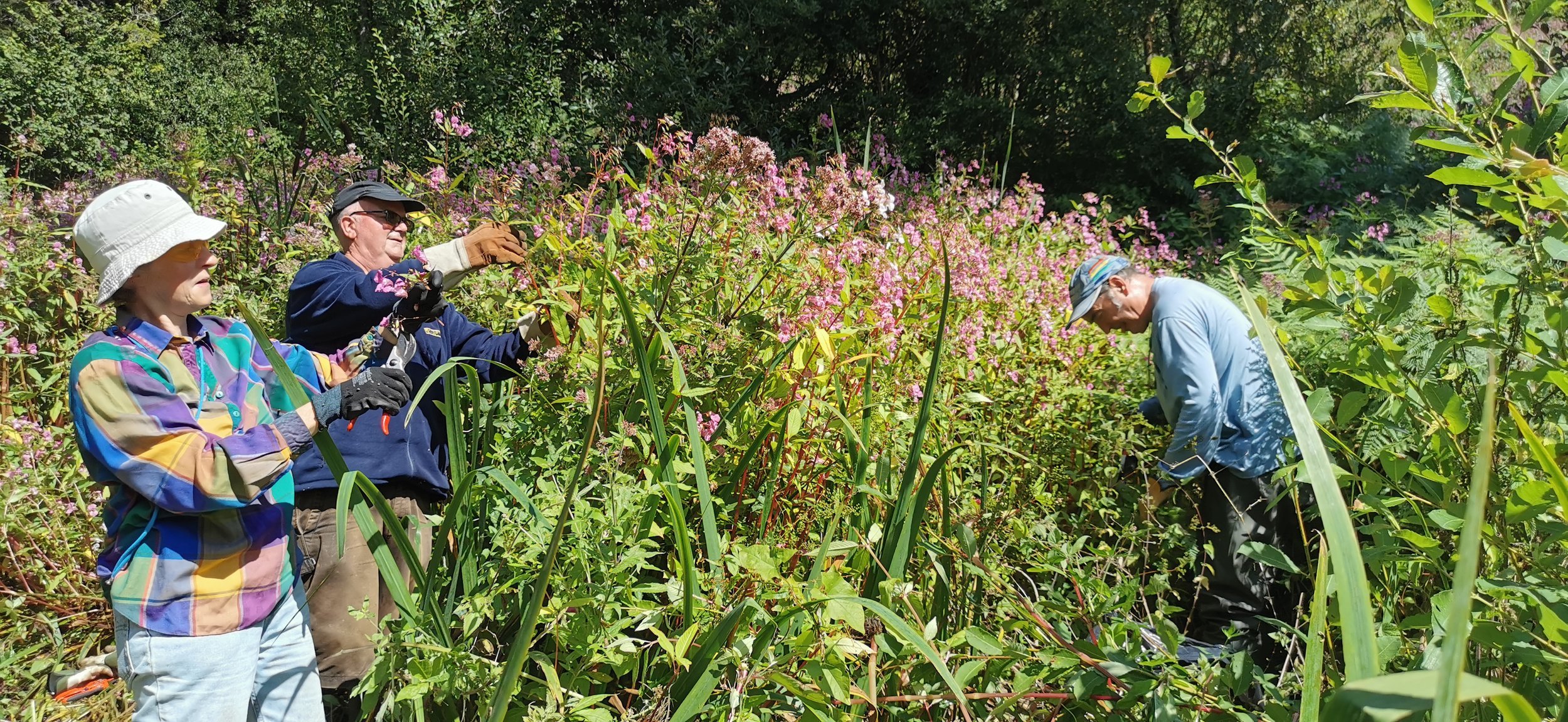 HIMALAYAN BALSAM PULLING