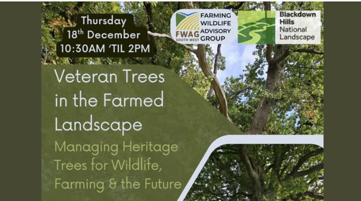 VETRAN TREES IN THE FARMED LANDSCAPE