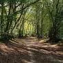 TLG WALK - 'ANOTHER LOOK AT CONIFERS'