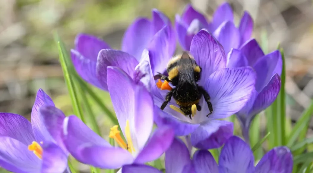 UPLYME & LYME REGIS HORTICULTURAL SOCIETY SUMMER FLOWER AND PRODUCE SHOW