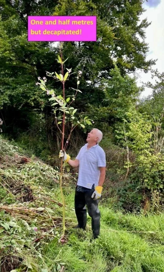 HIMALAYAN BALSAM PULLING