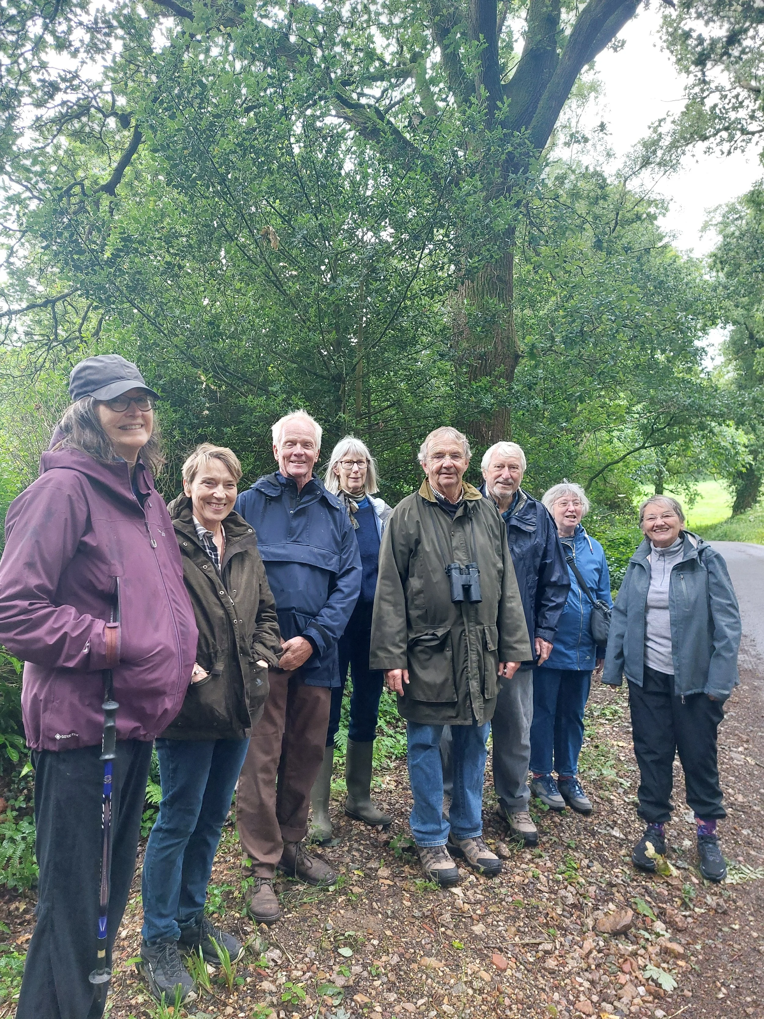 Conifers in Shute Woods