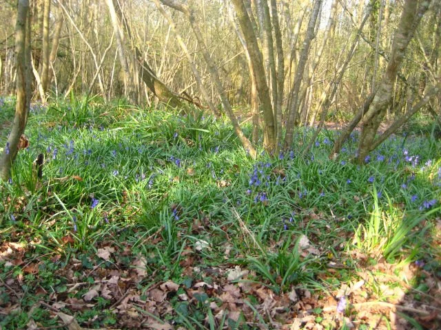PRIME COPPICE - A TALK BY KIT VAUGHAN