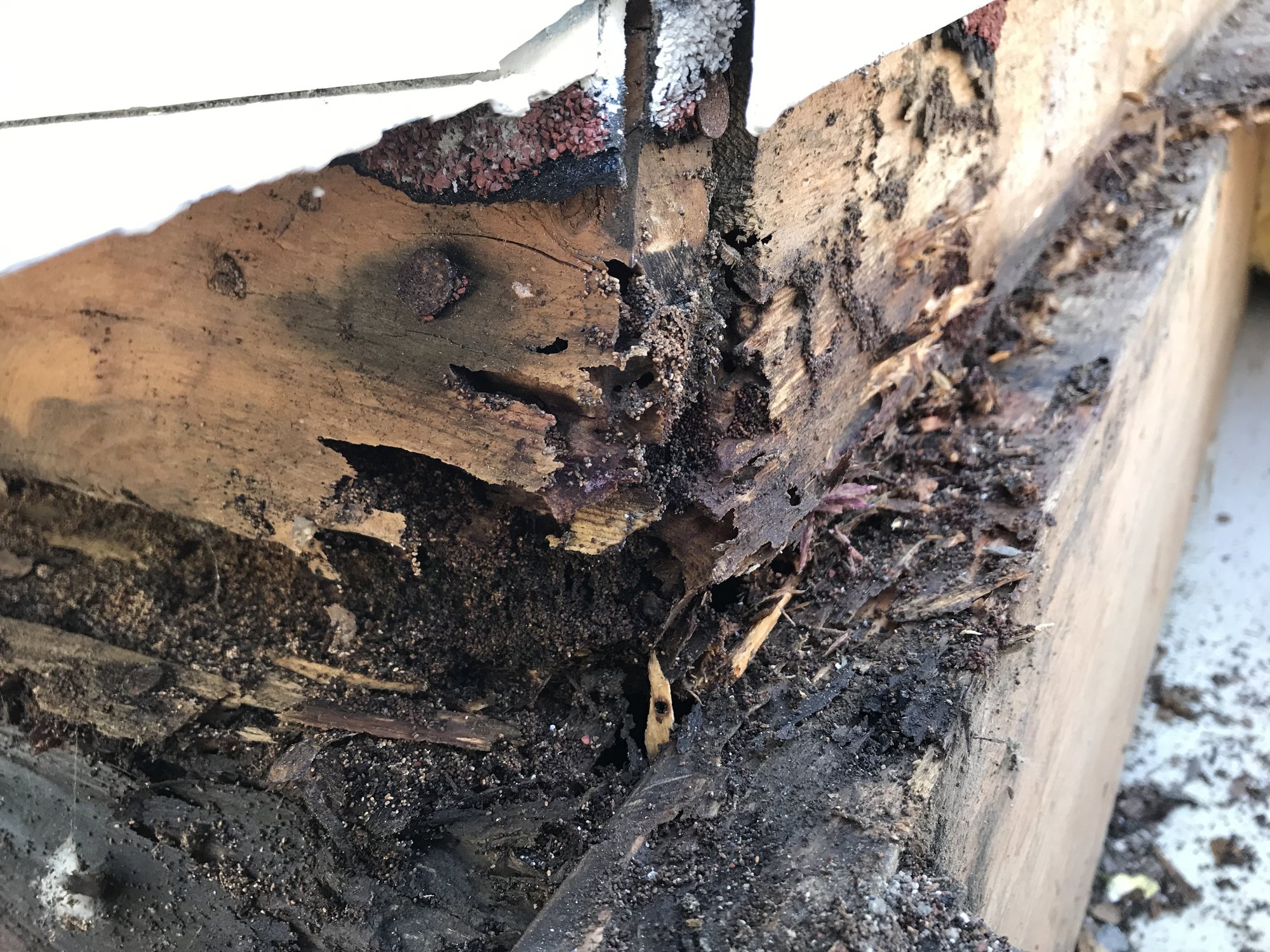 wood rot on siding and trim of house