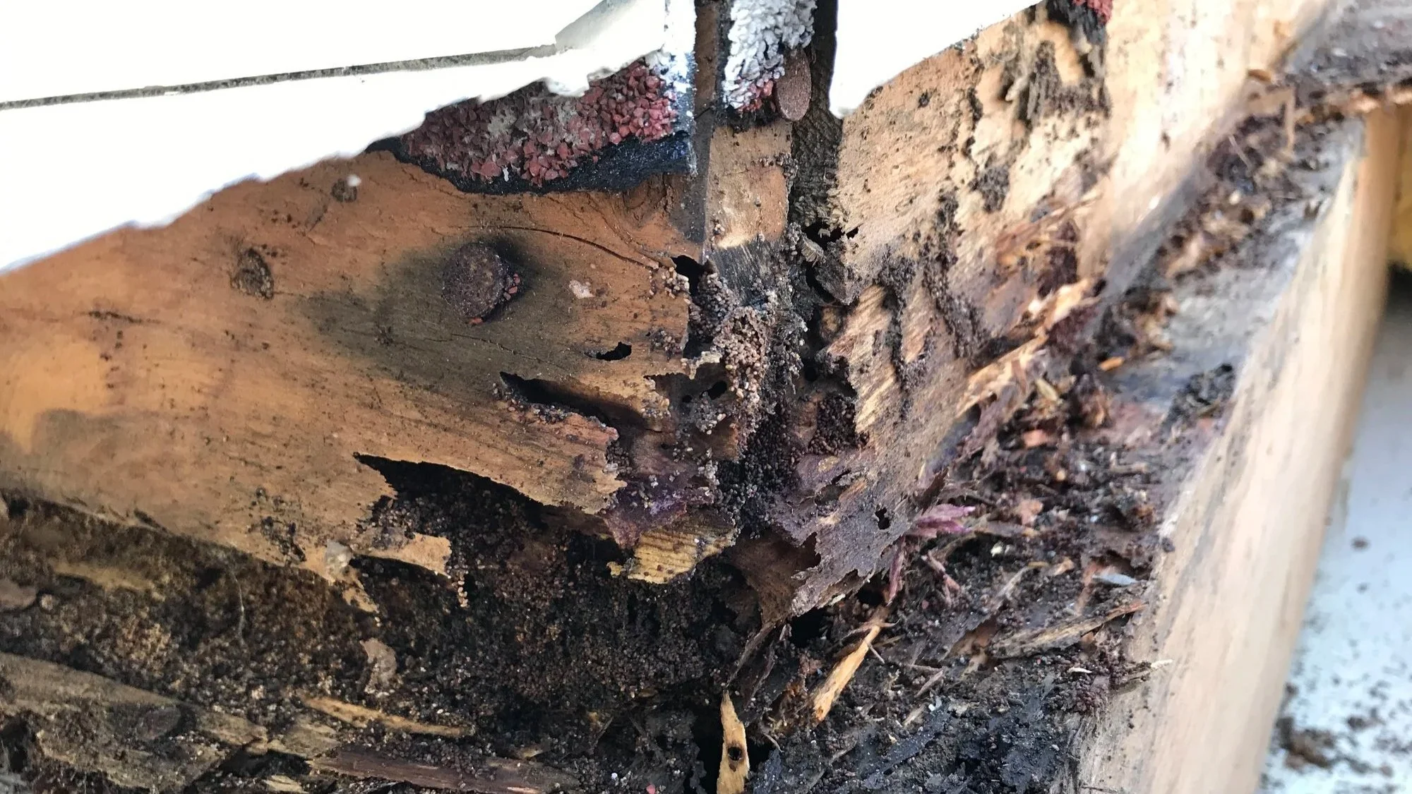 Close-up of damaged wood with dark spots and soil, showing wood decay and possibly insect damage.