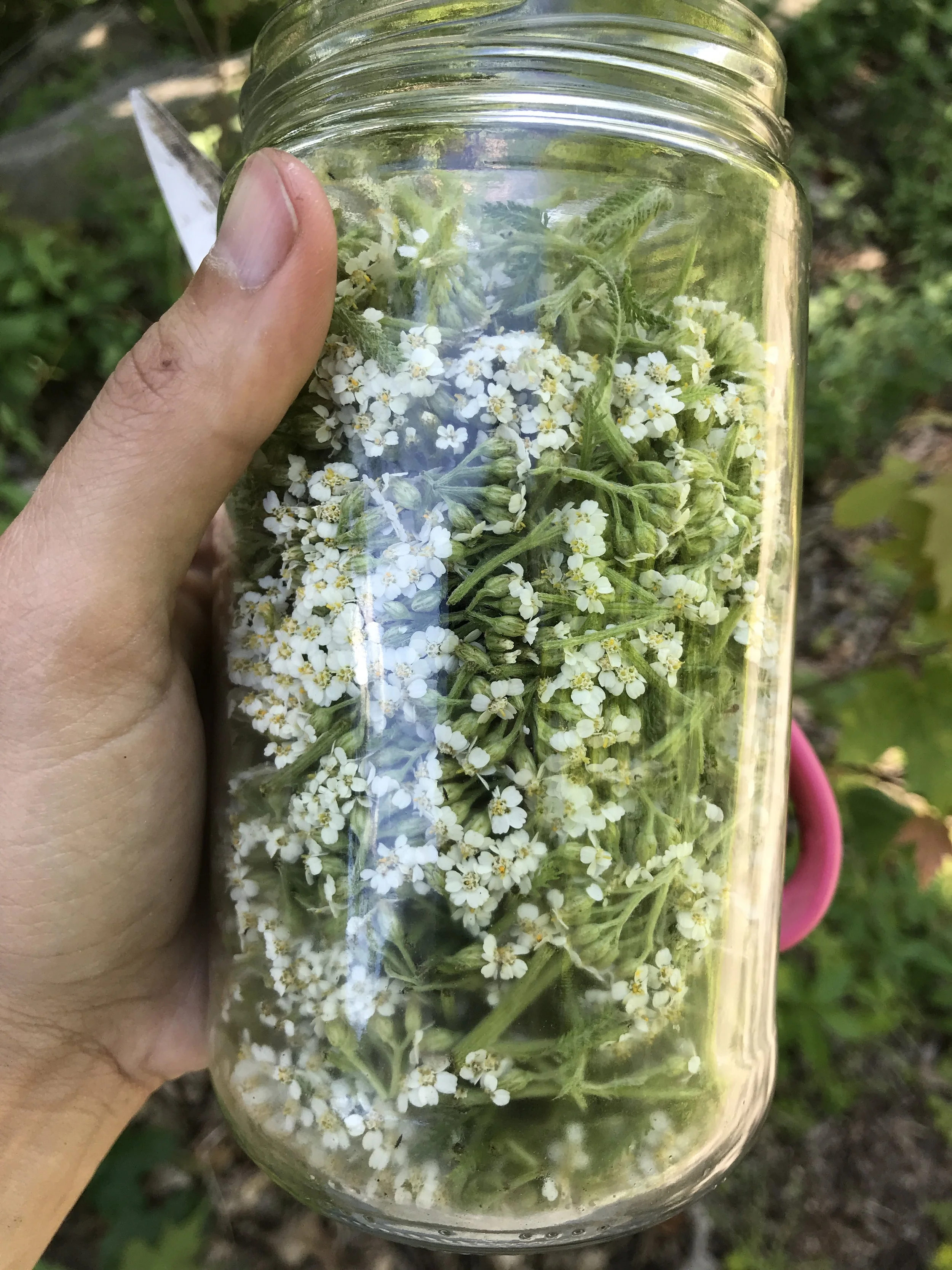 Herbal First Aid, $45