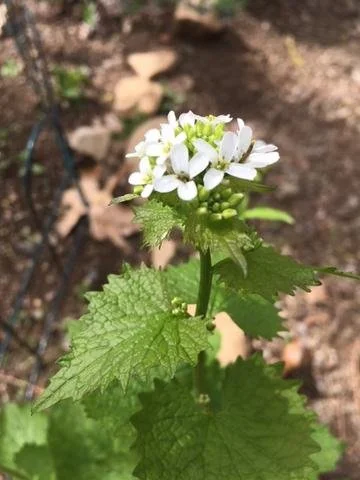 The Medicine of Invasive Plants, $45
