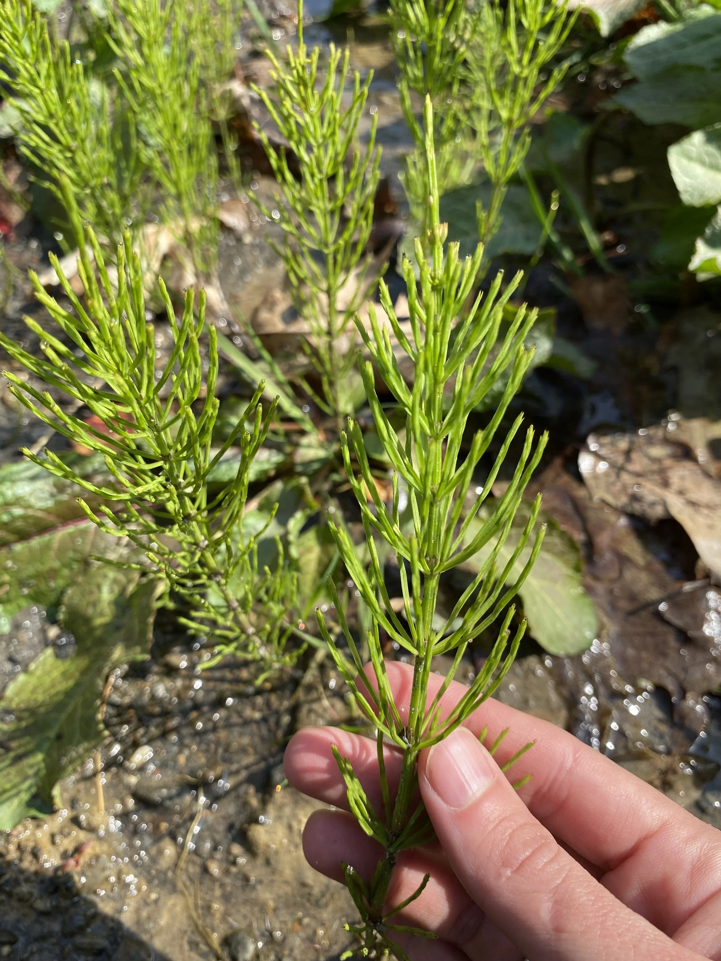 Herbs for Bone, Skin and Hair Health, $45