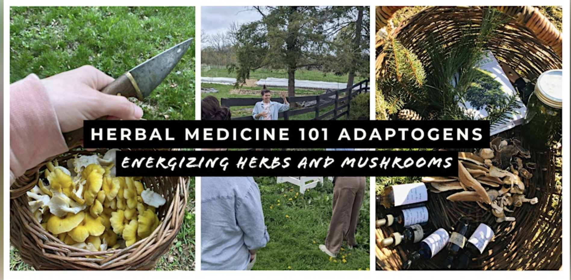 Herbal Medicine 101 Adaptogens: Energizing Herbs and Mushrooms
