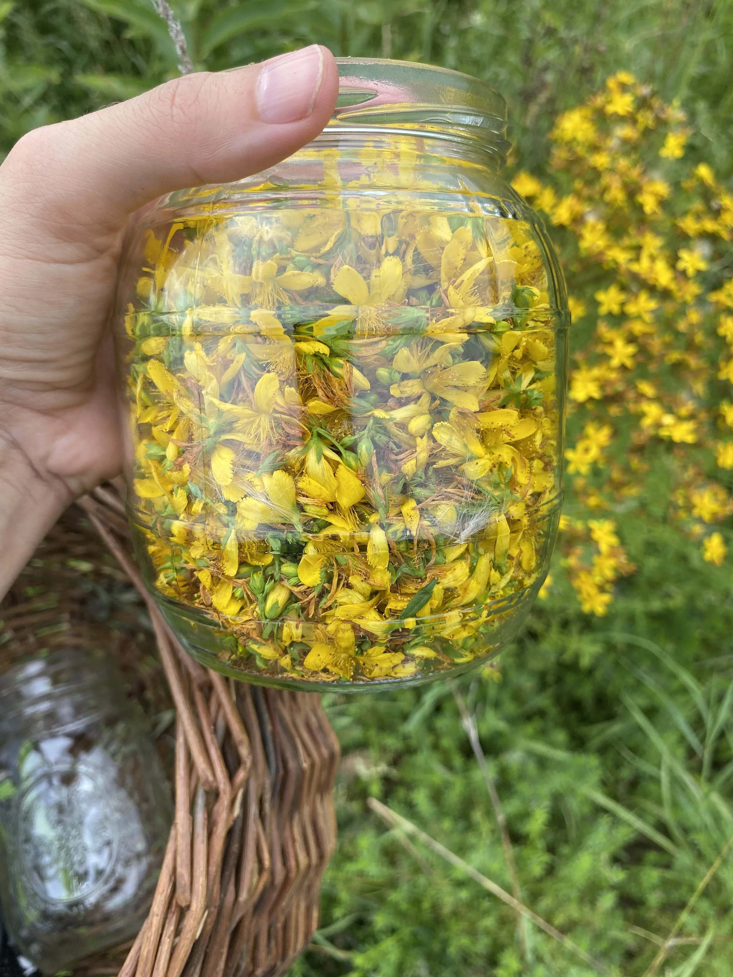 Herbs for the Winter Blues, $48