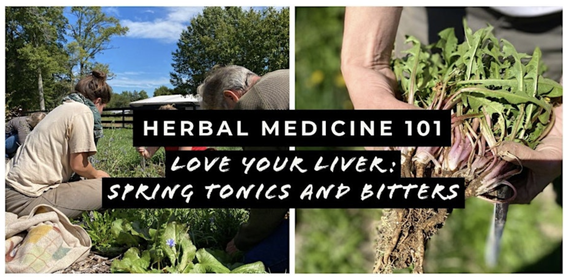 Herbal Medicine 101 Love your Liver: Spring Tonics and Bitters