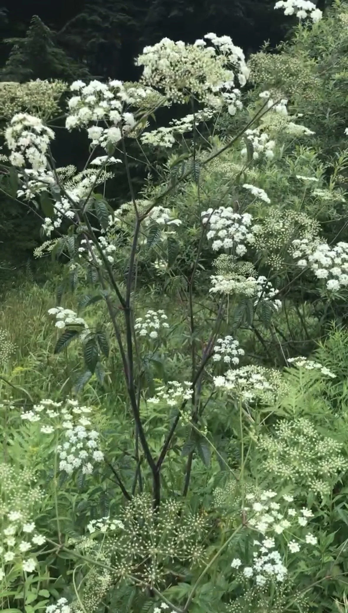 The Bitter End: Poisonous Plants 101, $45