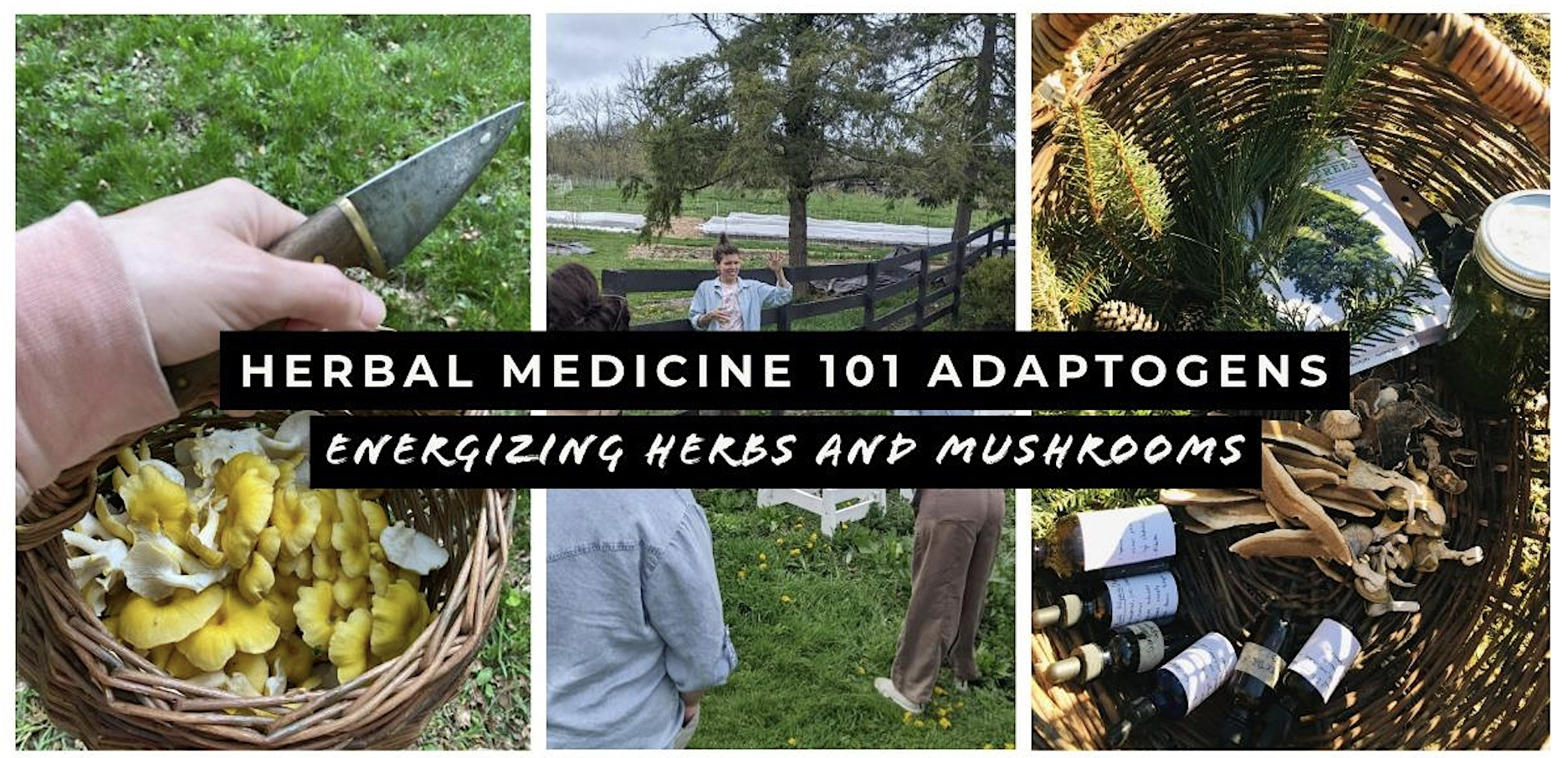Herbal Medicine 101: Adaptogens: Energizing Herbs and Mushrooms