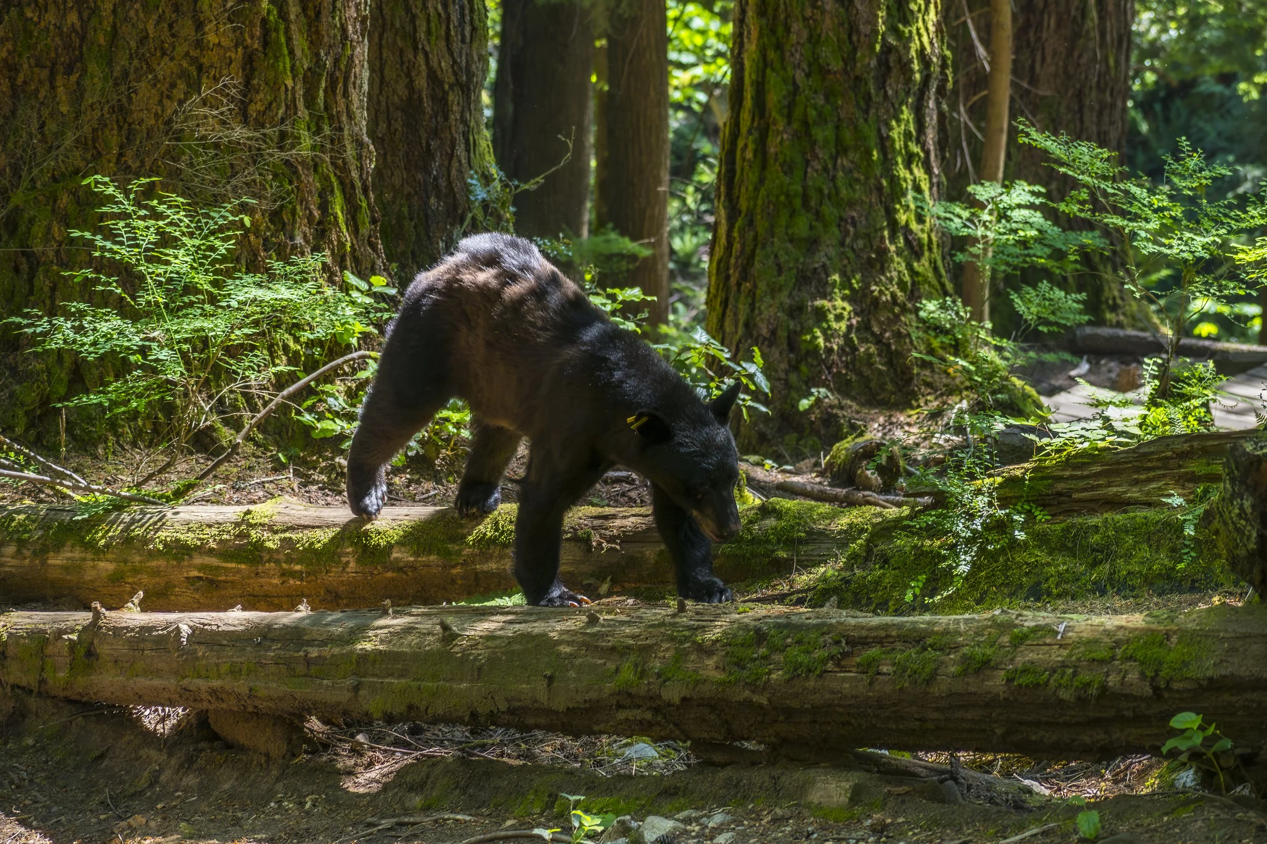 Log Hopping