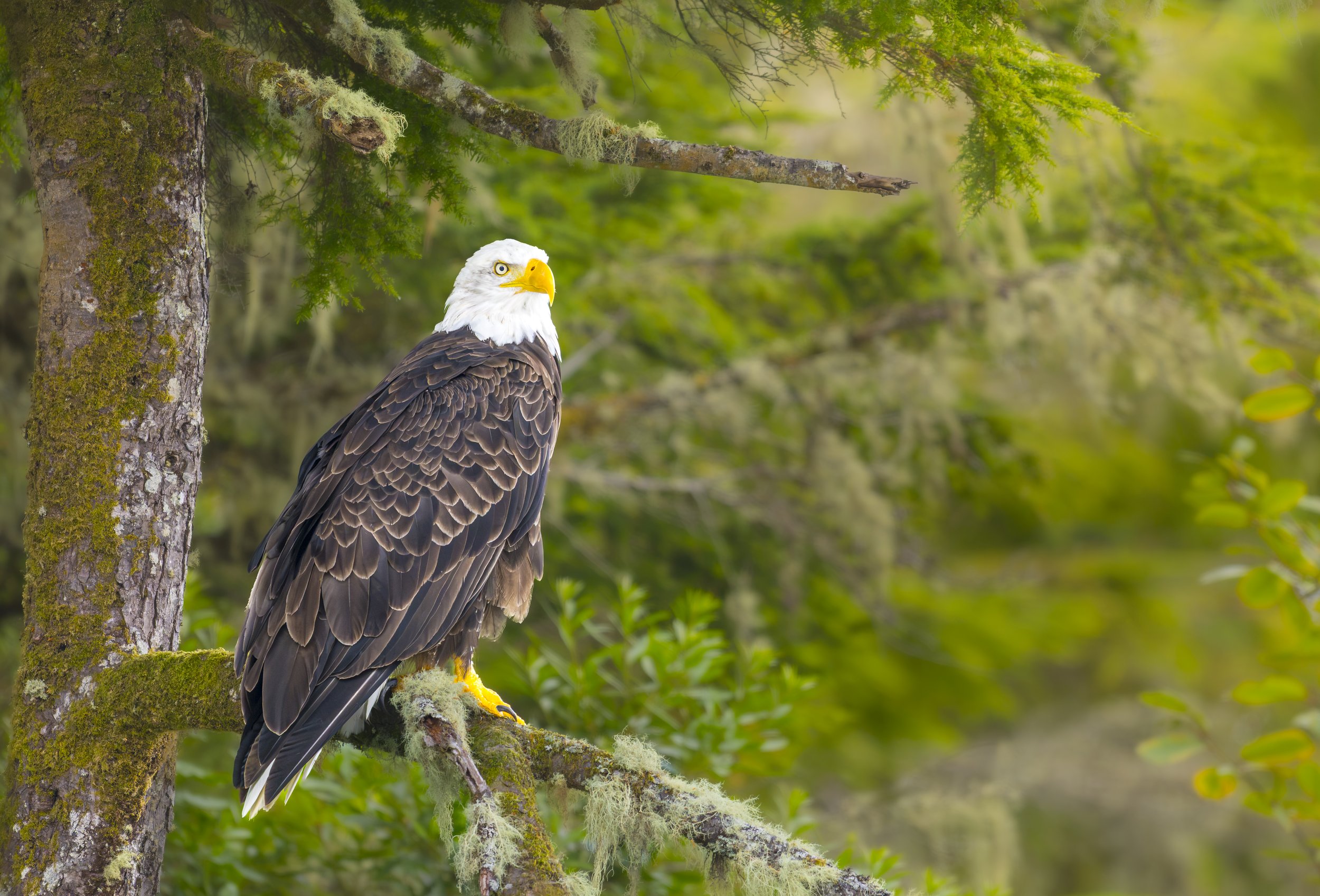 Eagle Eyes