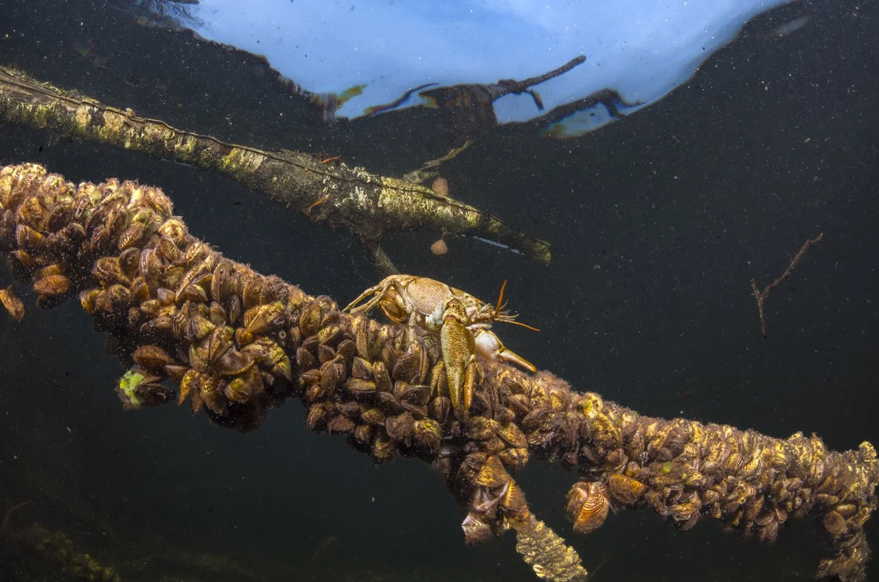 White Claw Stronghold