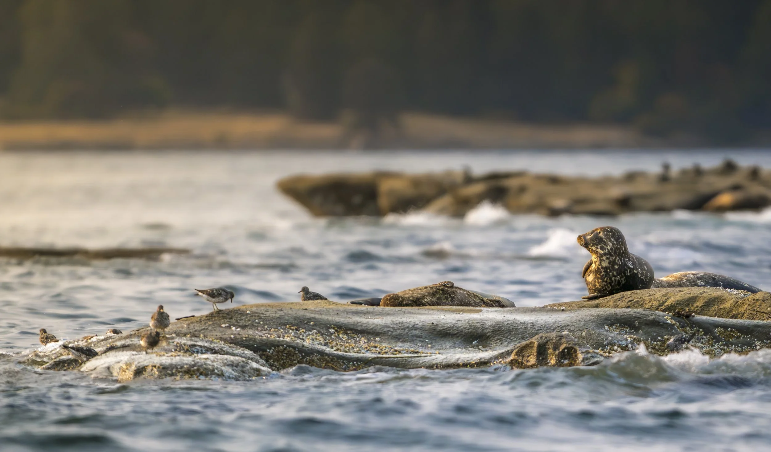 Sunbathing Seal