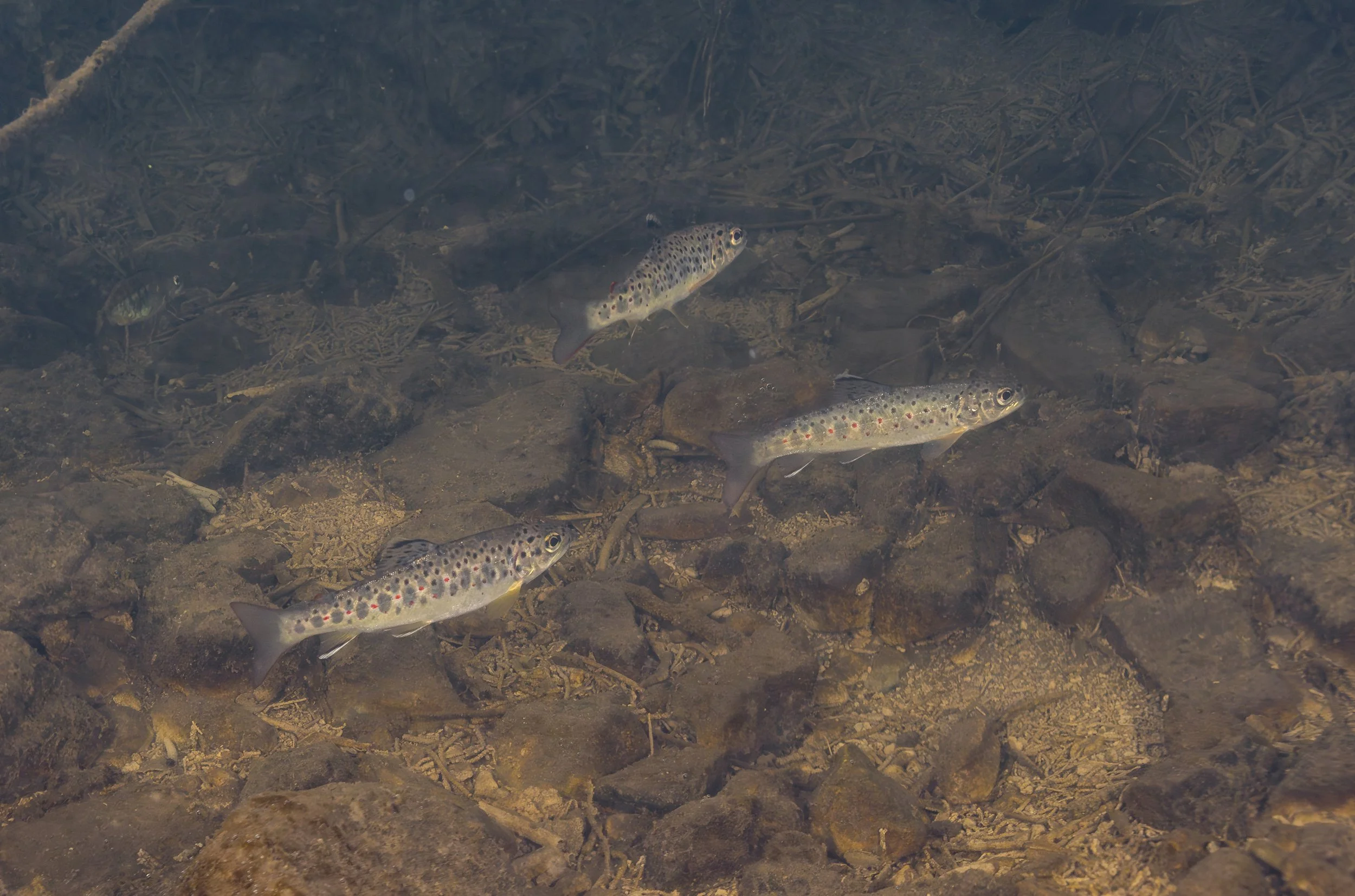 Brown Trout ii