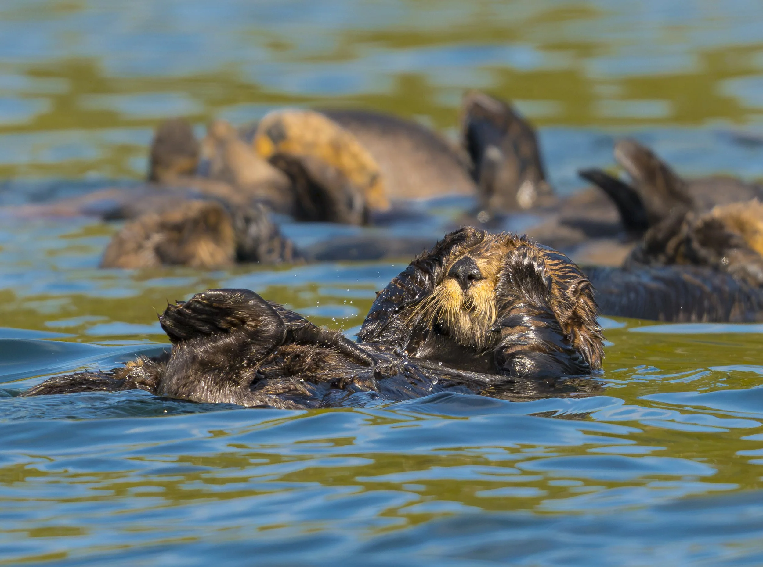 Sleepy Sea Otter