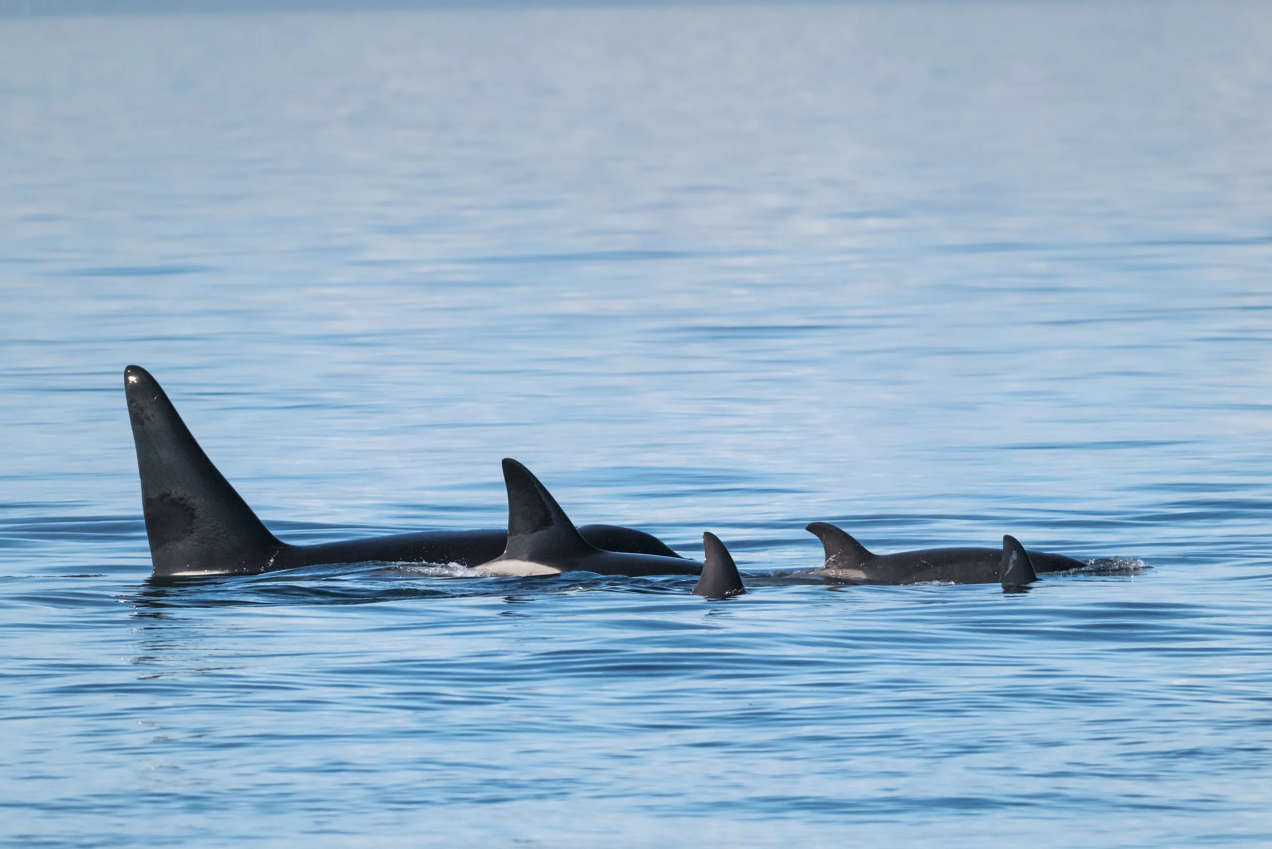 Order of Orca
