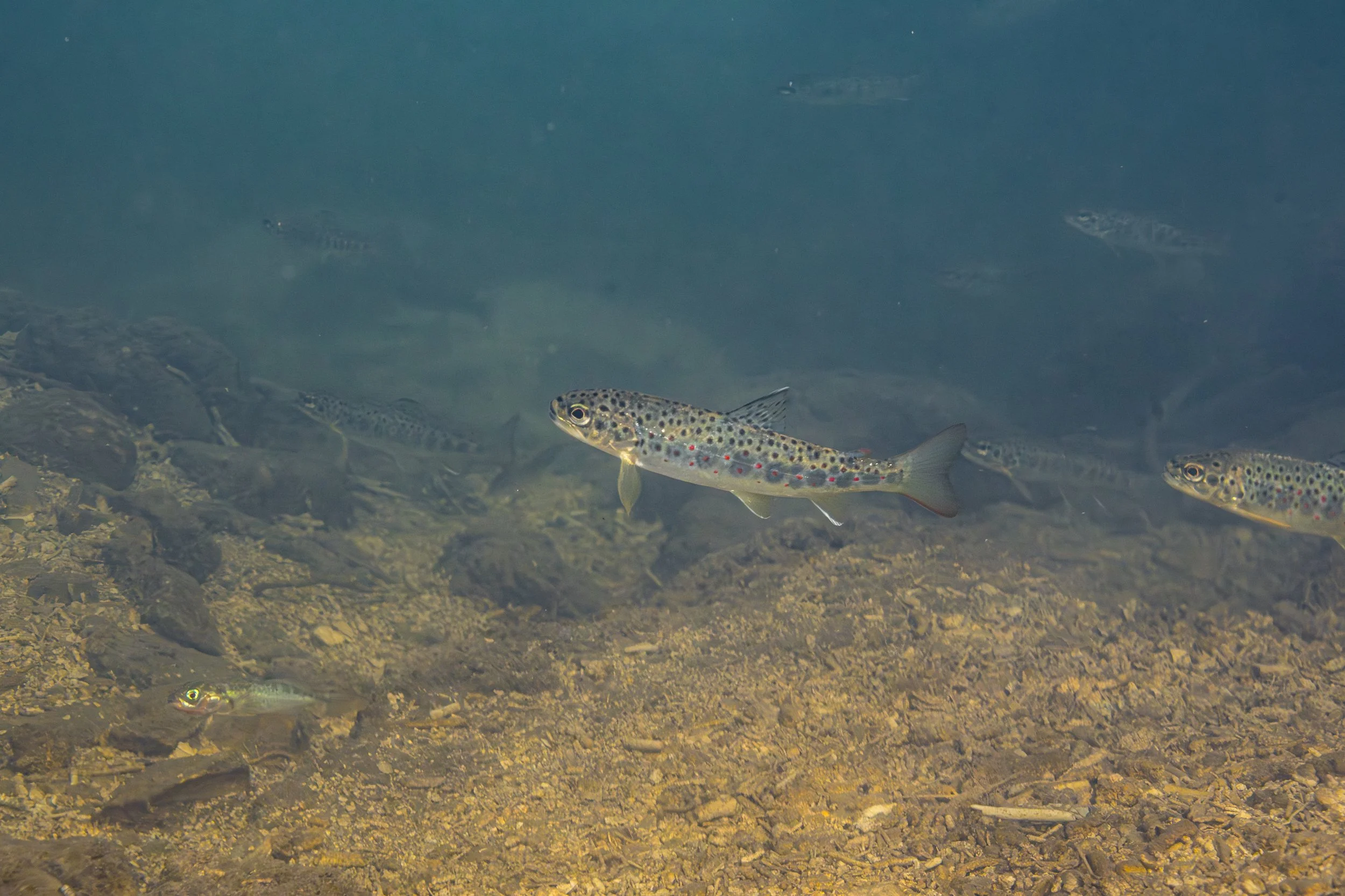 Trout in the Current