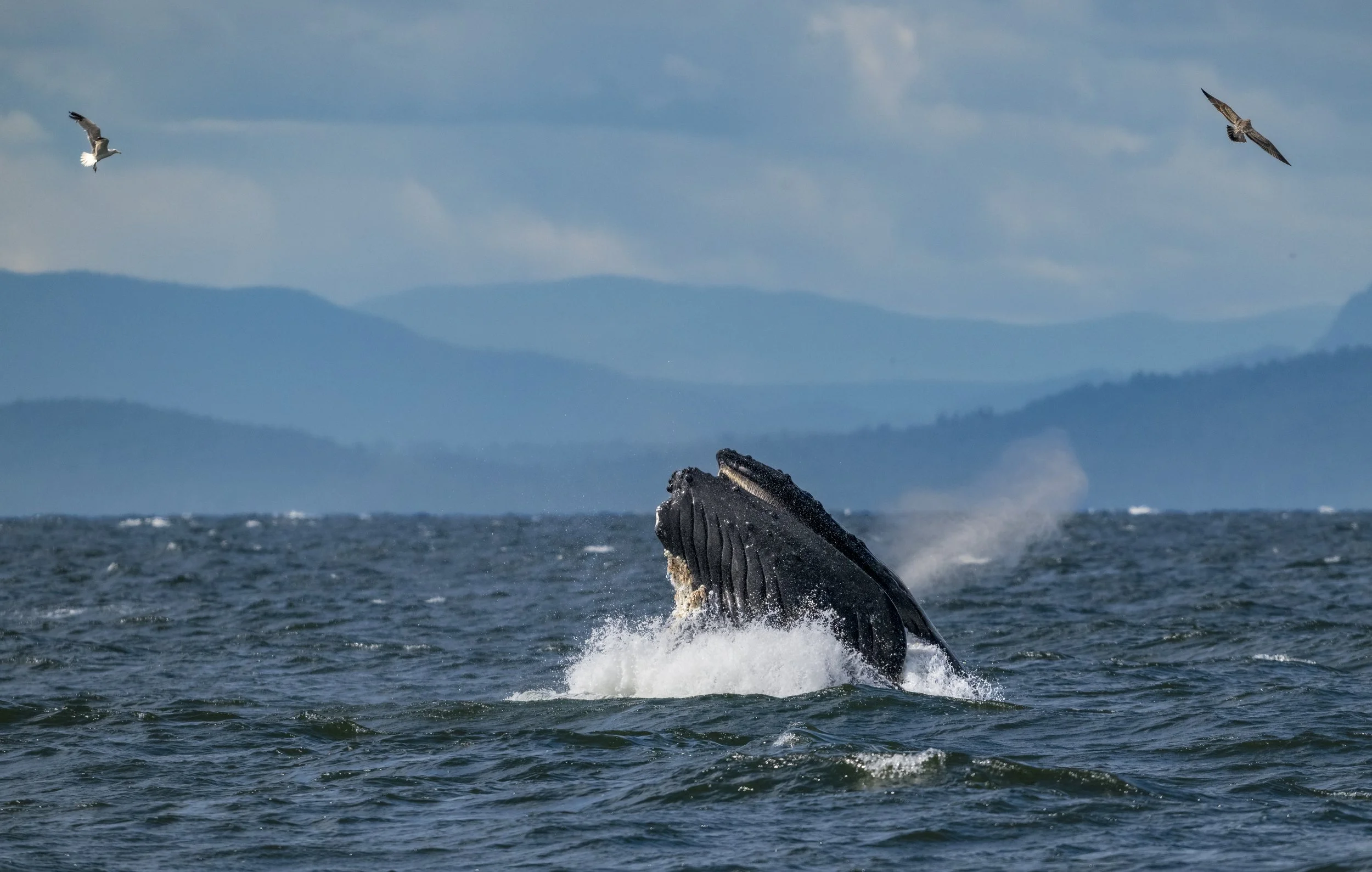 Feeding Frenzy