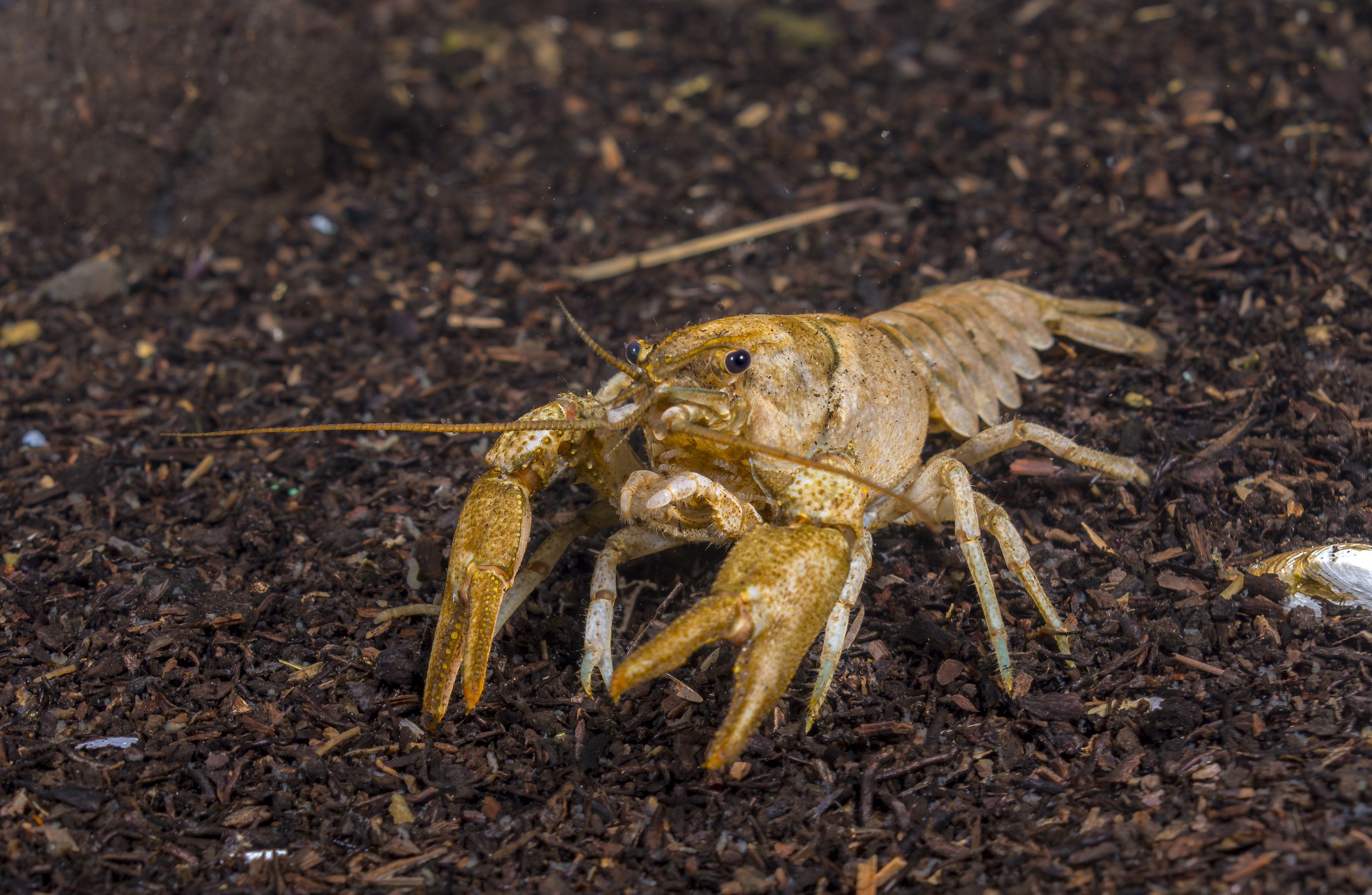 White Clawed Crayfish