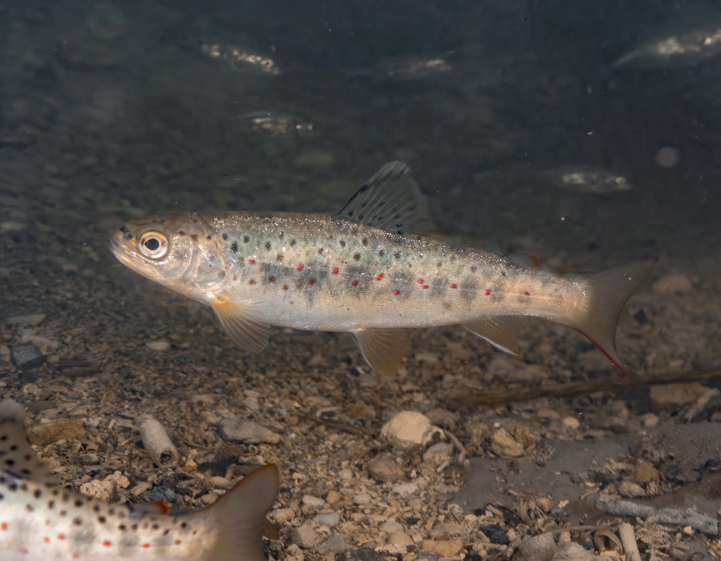 Brown Trout iii